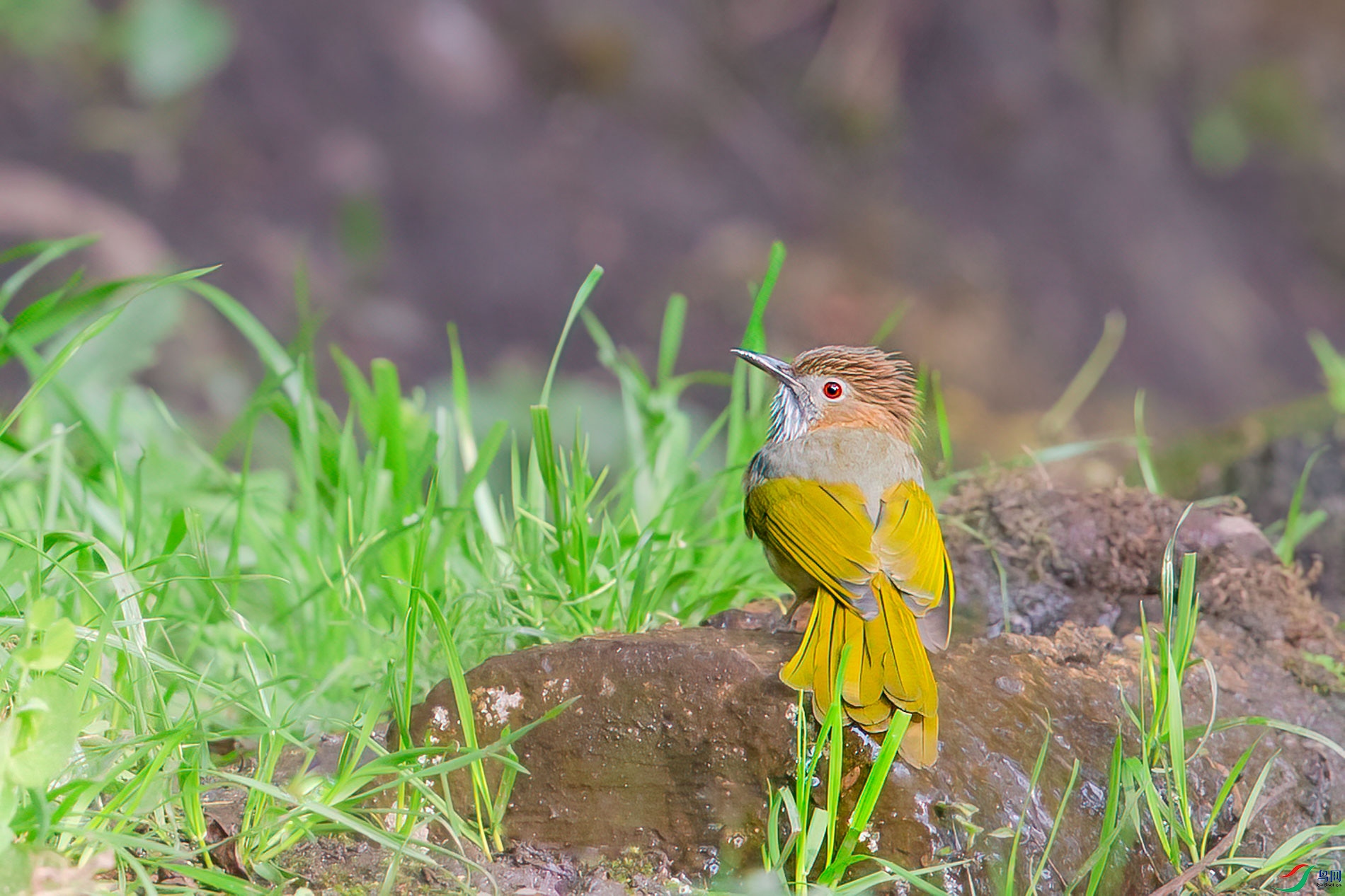 a_60531-1.jpg