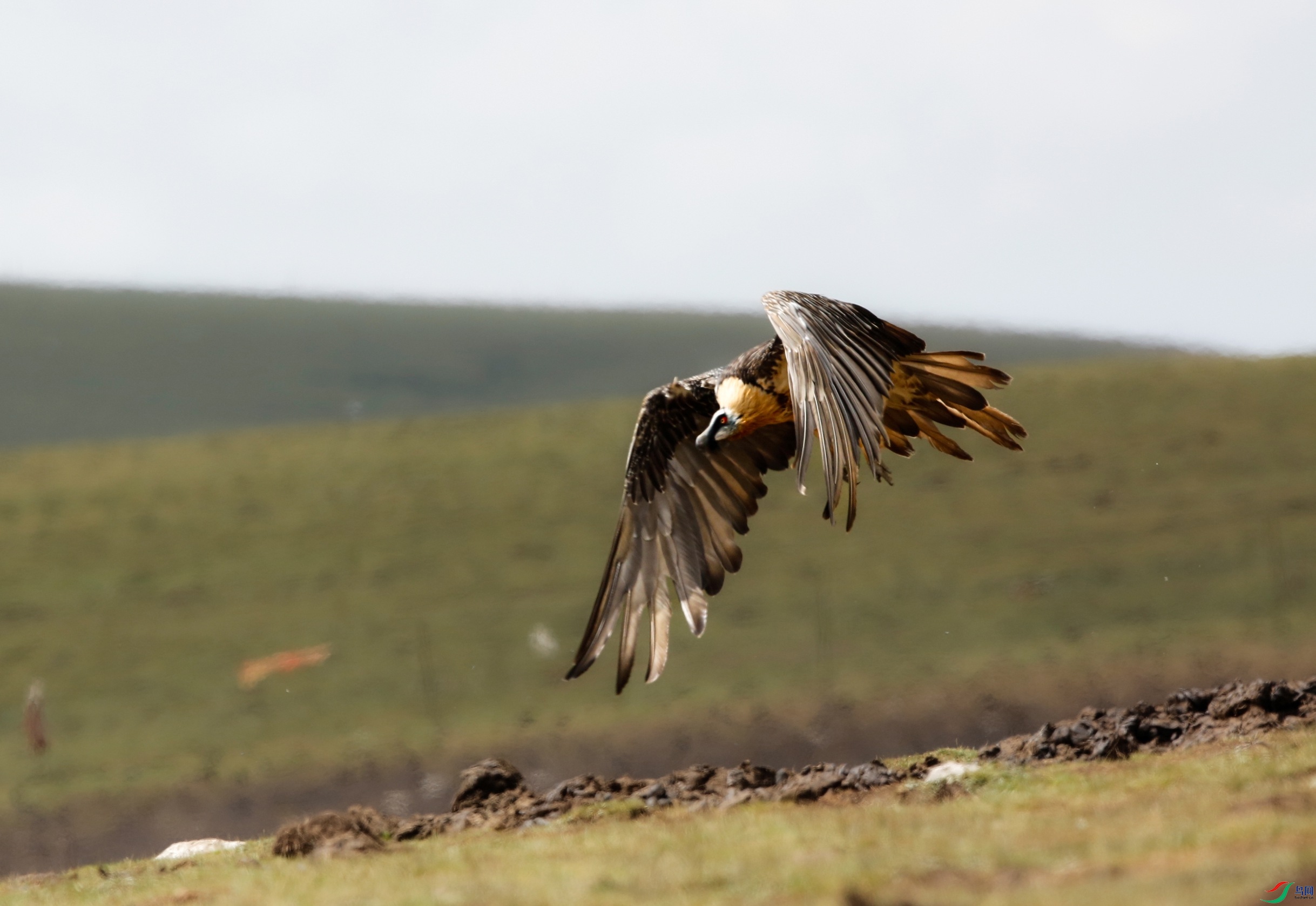 _39A3686 - ����.JPG