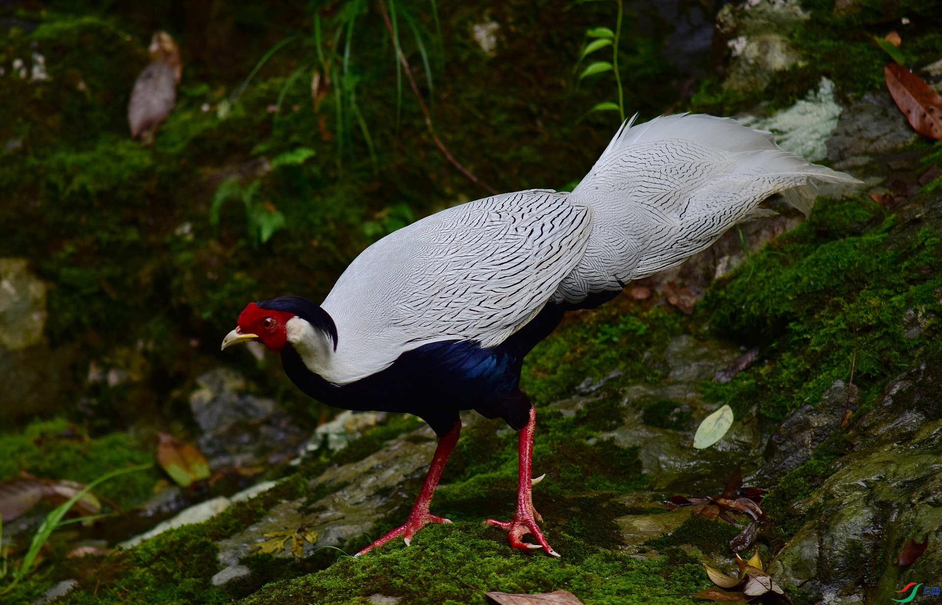 D8I_0603.jpg
