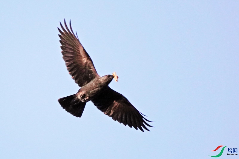 �����ﺮѻ6 (5).JPG