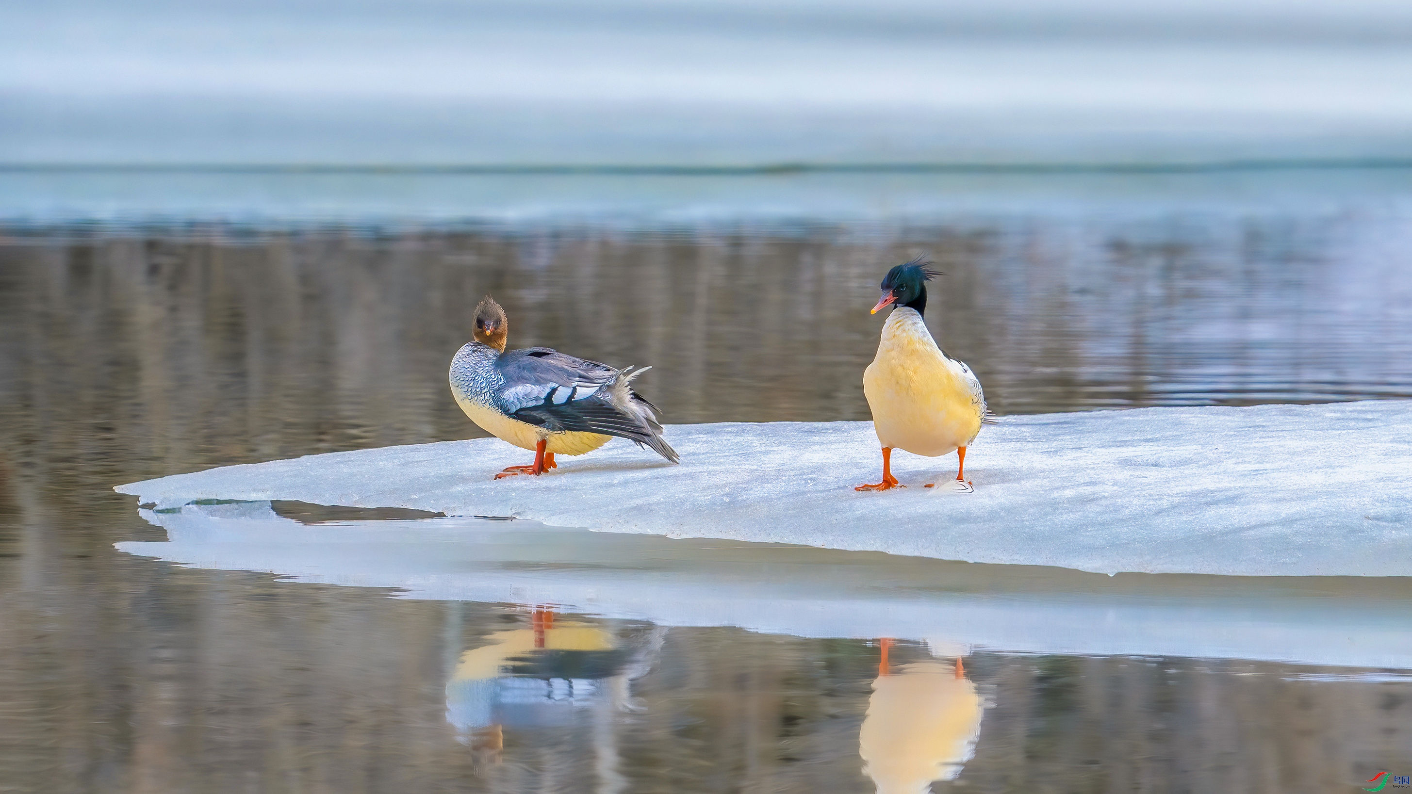 1�����ڴ�ˮ���̺���Ѽ��������Ȼ���л���ɳѼ �����ص�һ����������  �����ڳ���ɽ��  ��Ӱ�����ɽ.jpg