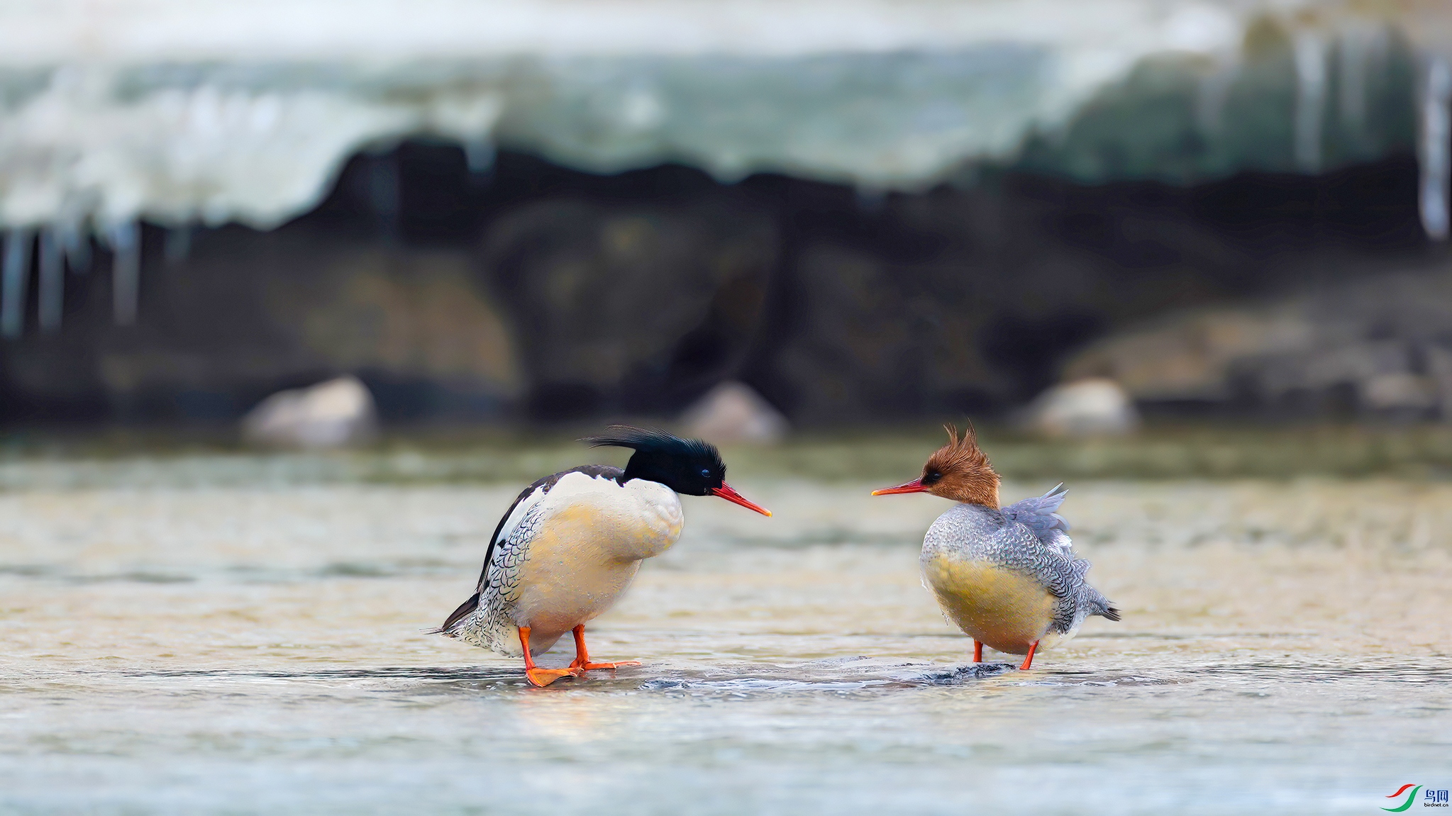 2���紺��;Զ��ˮ�������̣��л���ɳѼ ����һ��������  �����ڳ���ɽ��  ��Ӱ�����ɽ.jpg