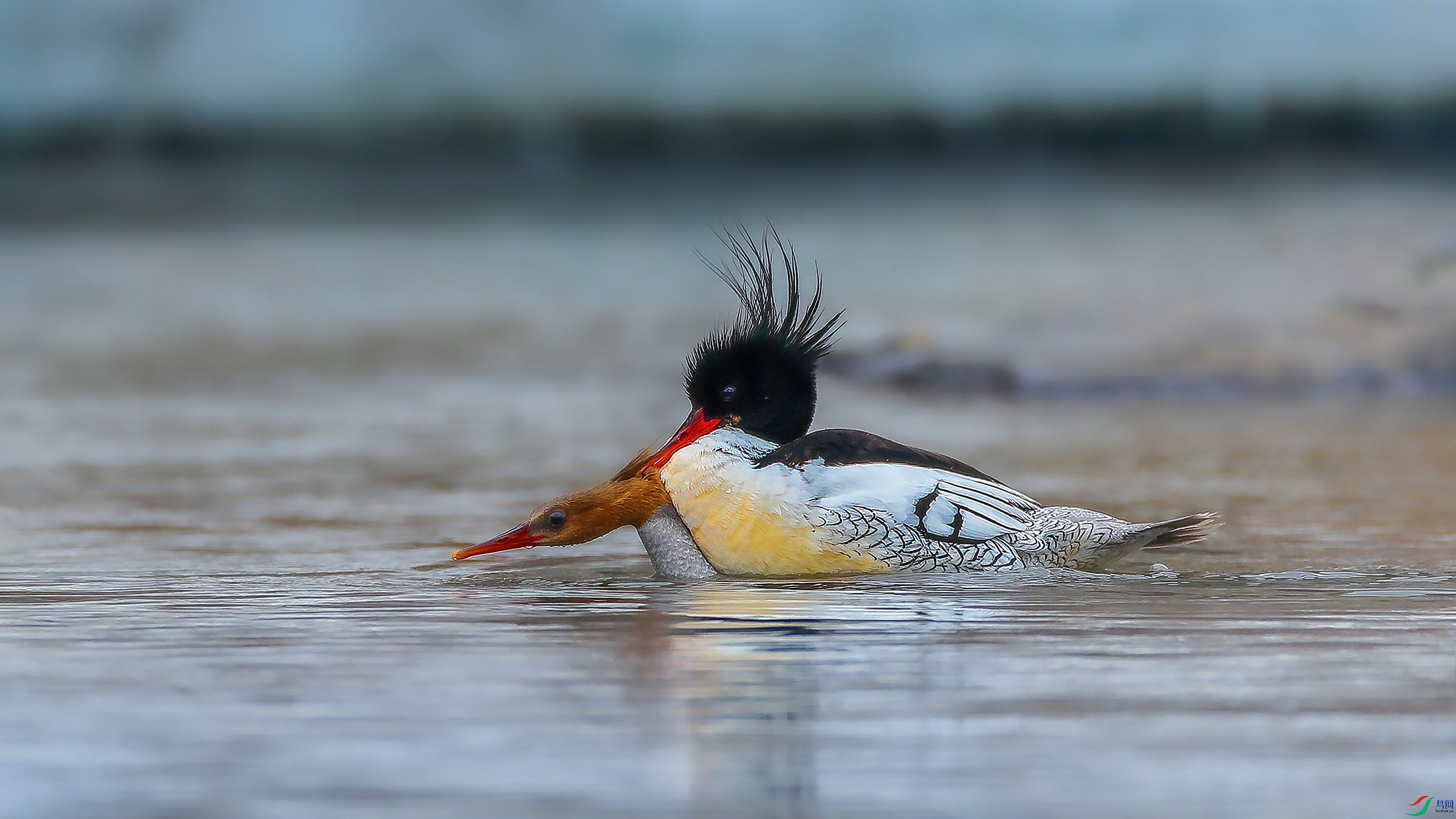 3��Ұ�ɺ����˴��⡤ˮ������̻������л���ɳѼ ����һ��������  �����ڳ���ɽ��  ��Ӱ�����ɽ.jpg