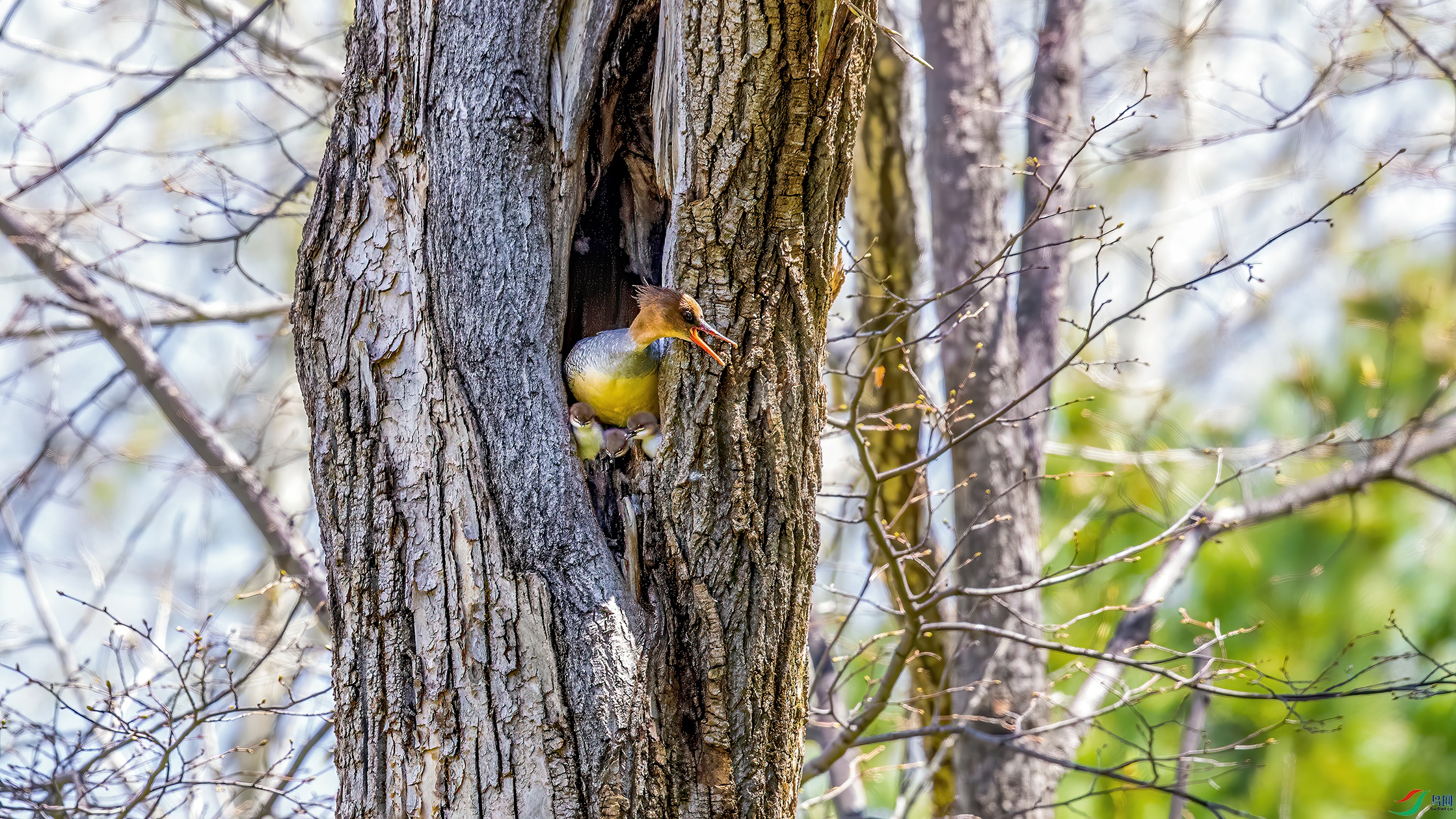 4��������������Ѽ�����¸߿ߴ��ؼң��л���ɳѼ �����ص�һ����������  �����ڳ���ɽ��  ��Ӱ�����ɽ.jpg