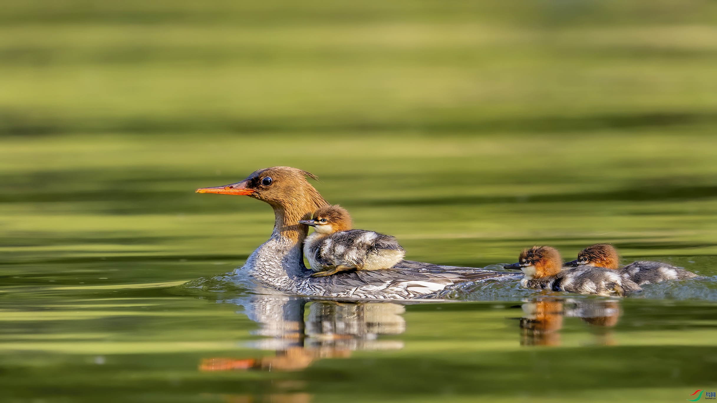 5����������ĸ���� ��������Ů�쳤��.jpg