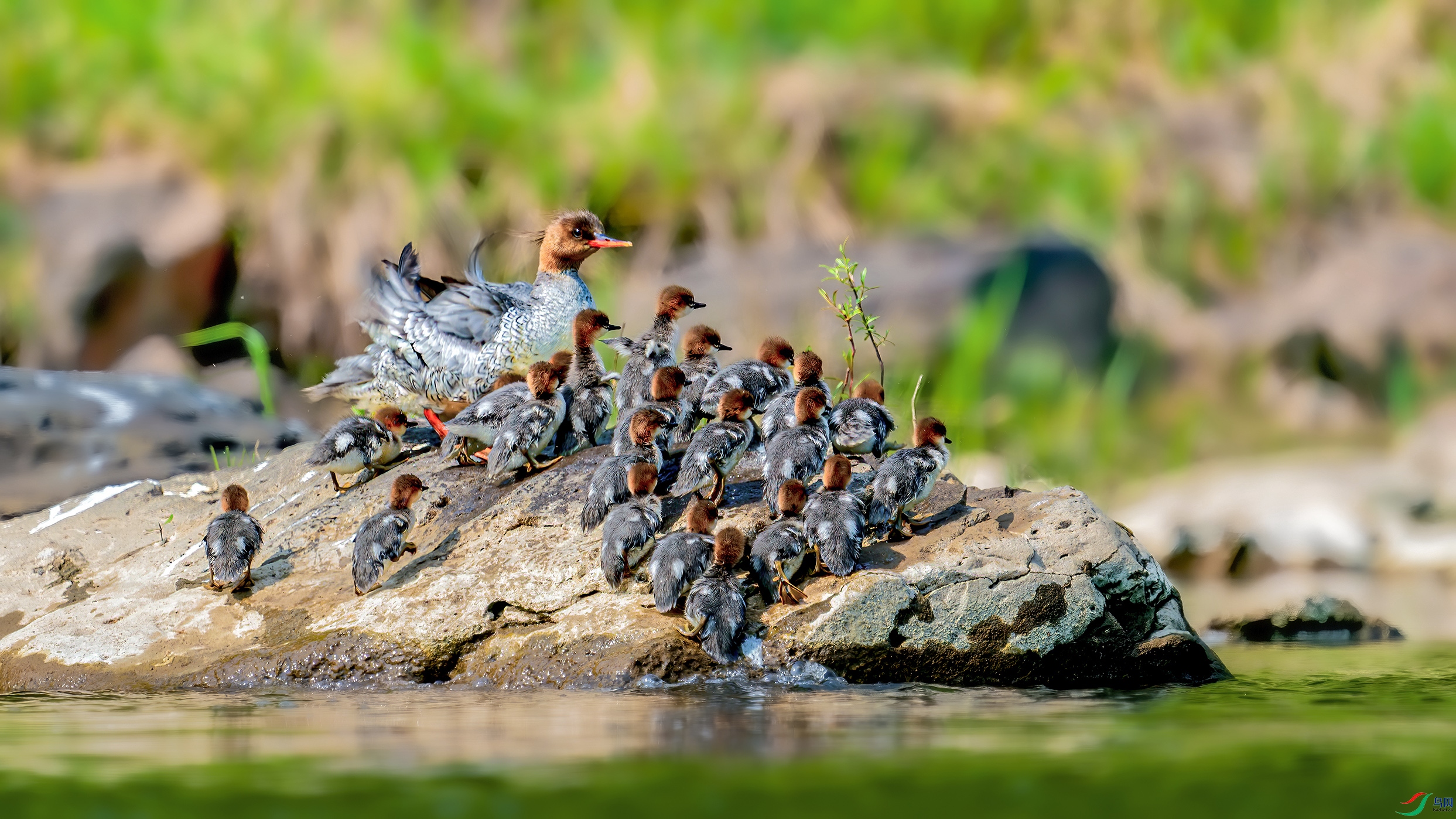 6���ݹⲨӰ侰�б����ů����Ѽһ�ң��л���ɳѼ ����һ��������  �����ڳ���ɽ��  ��Ӱ�����ɽ.jpg