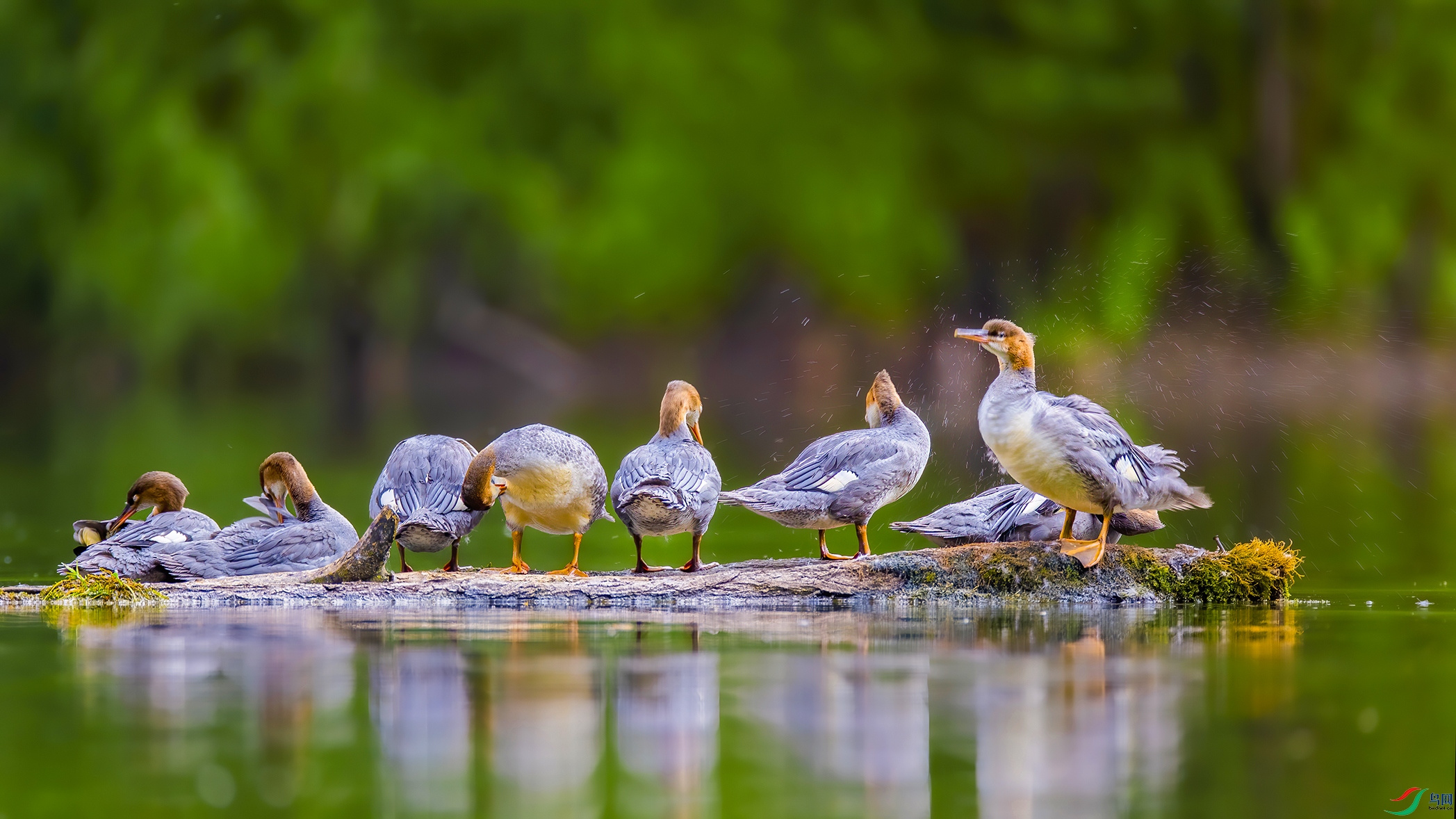 9�����������Ļ��� ��ȥ����Ѽ����.jpg