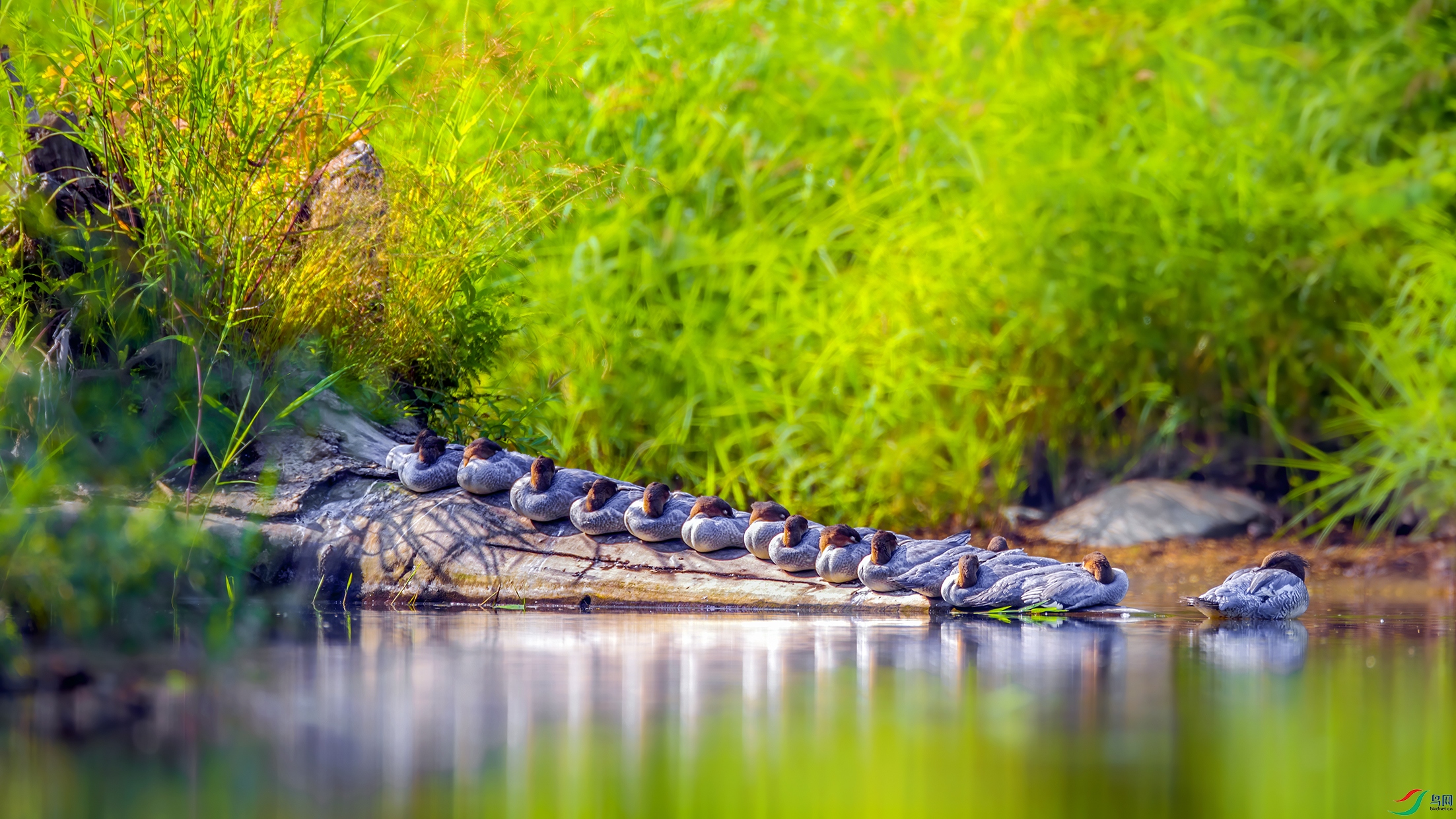 10�����̽�ˮӳ��Ӱ ����Ѽ����˯����.jpg