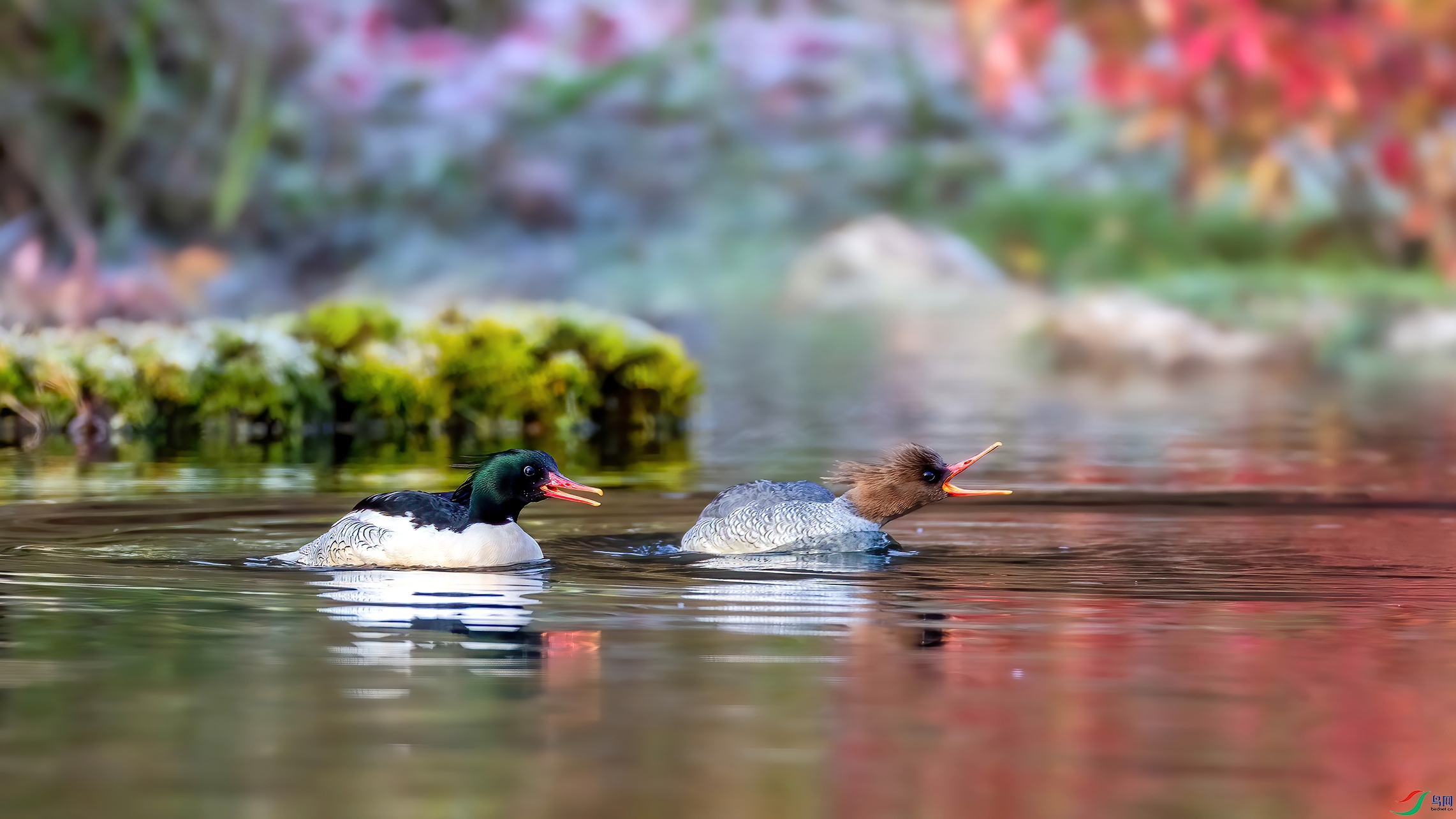 15��������ľҶ�̺�ơ�ˮ��˫Ѽ�һ������л���ɳѼ ����һ��������  �����ڳ���ɽ��  ��Ӱ�����ɽ.jpg