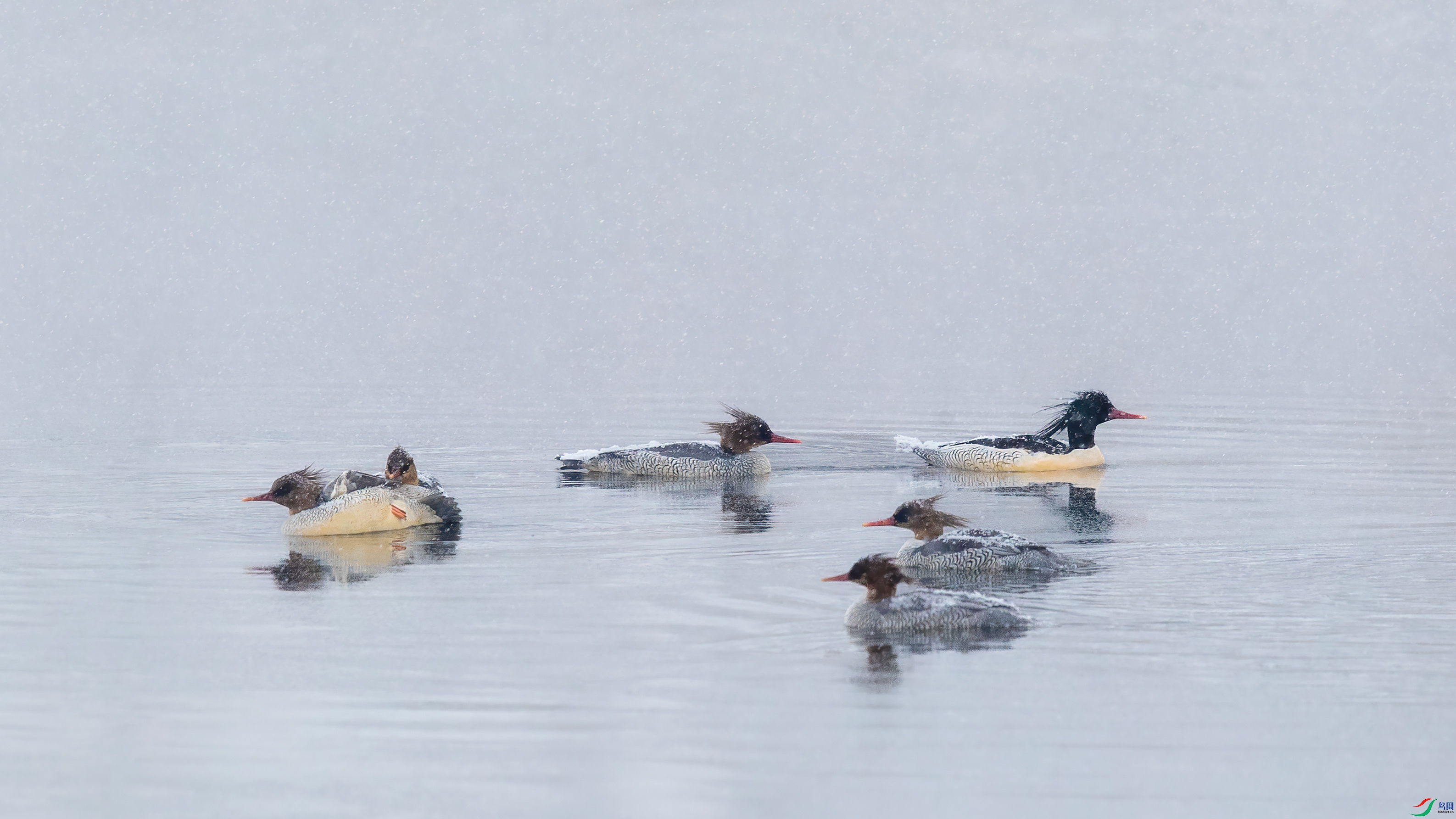 16��ϸѩ����ĩ��˪���̲�������ˮ�����л���ɳѼ ����һ��������  �����ڳ���ɽ��  ��Ӱ�����ɽ.jpg