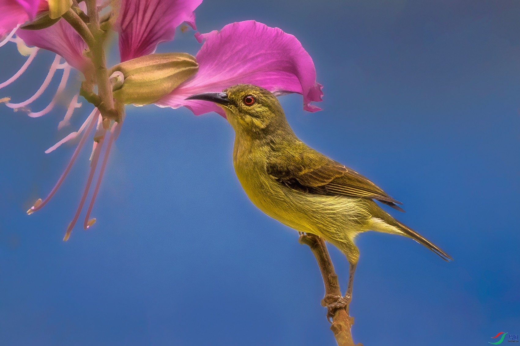 �ֺ�ֱ��̫���񣨴���----���ϻ�֦�ַ���