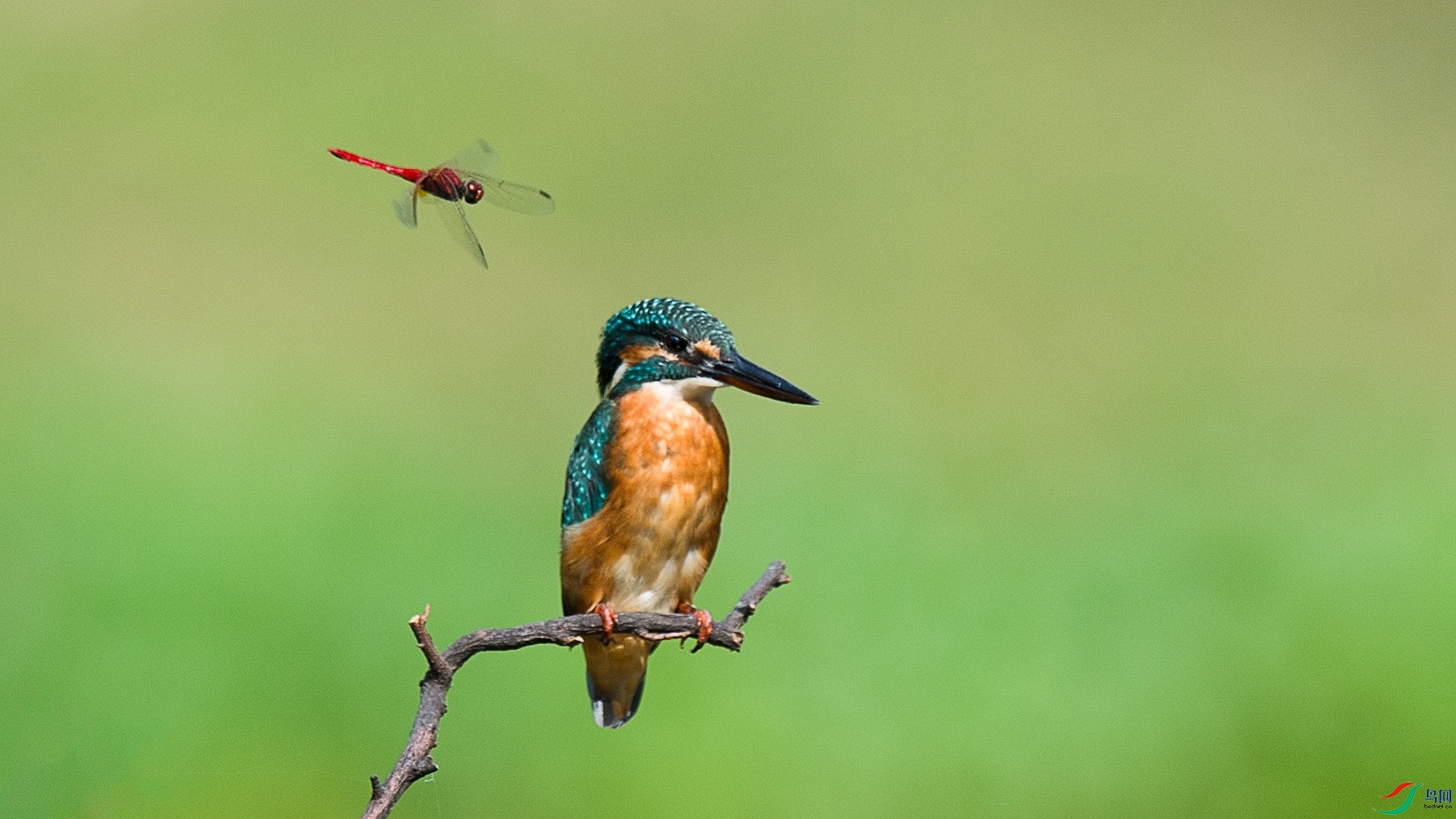 DSC_1288 - ����.jpg