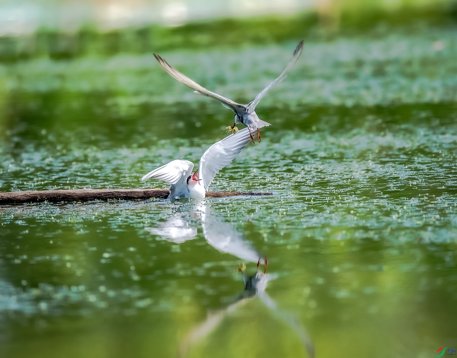 ��æ����