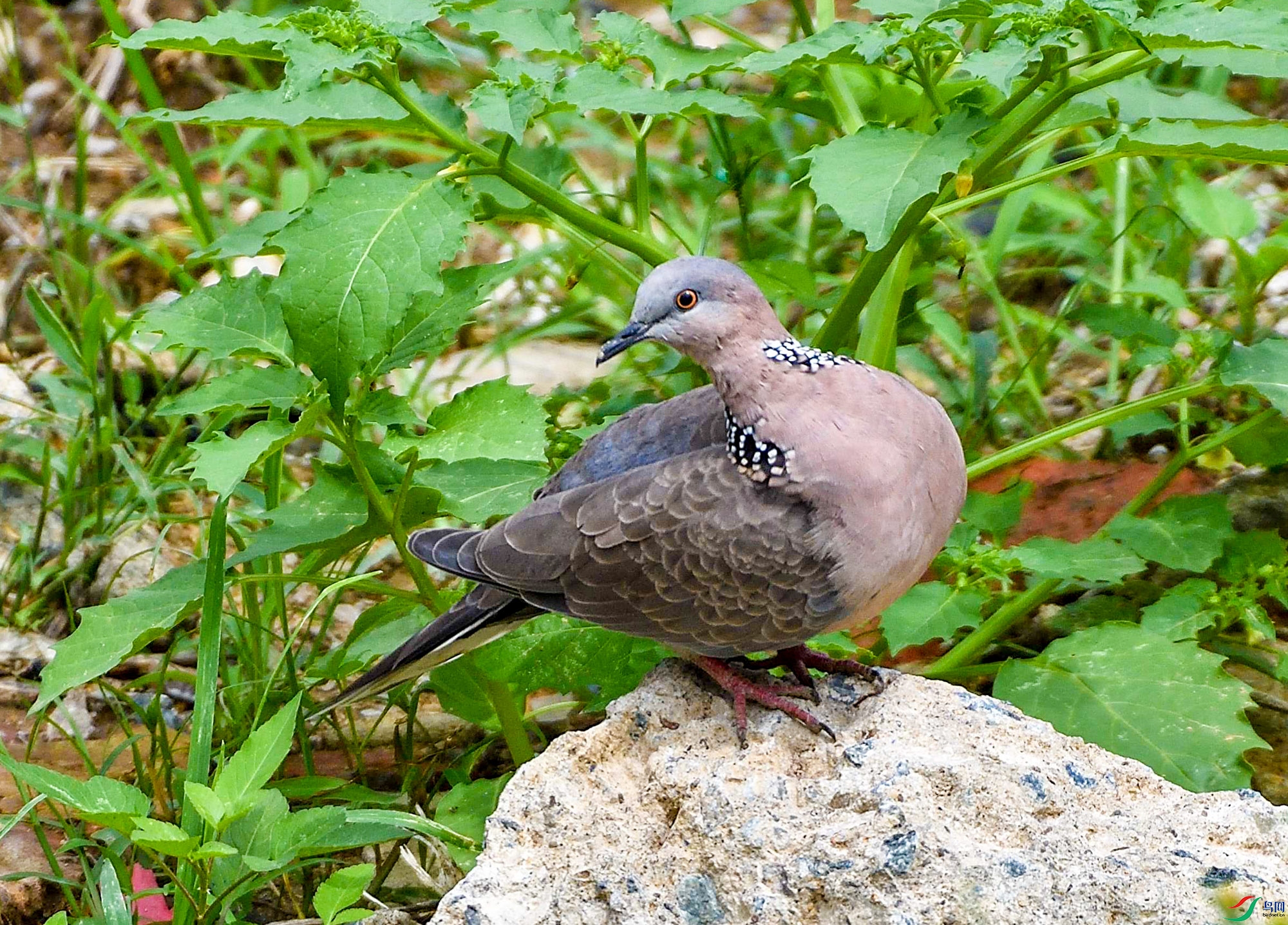 DSC_0257.jpg