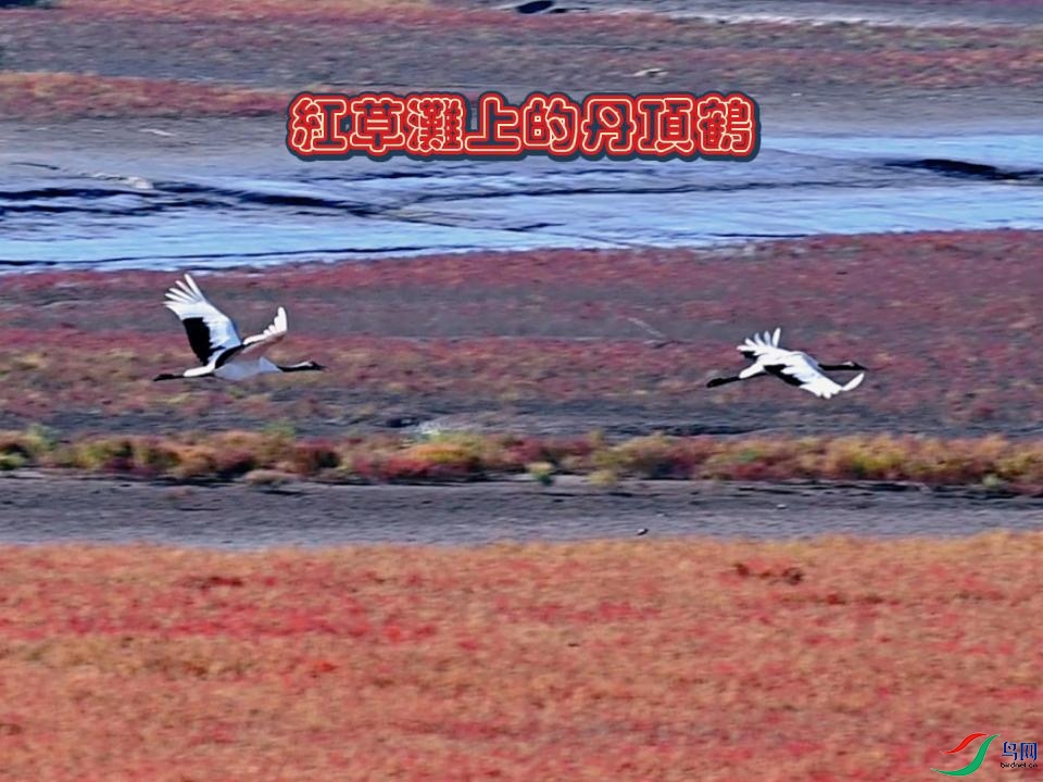 ���̲�ϵĵ�����