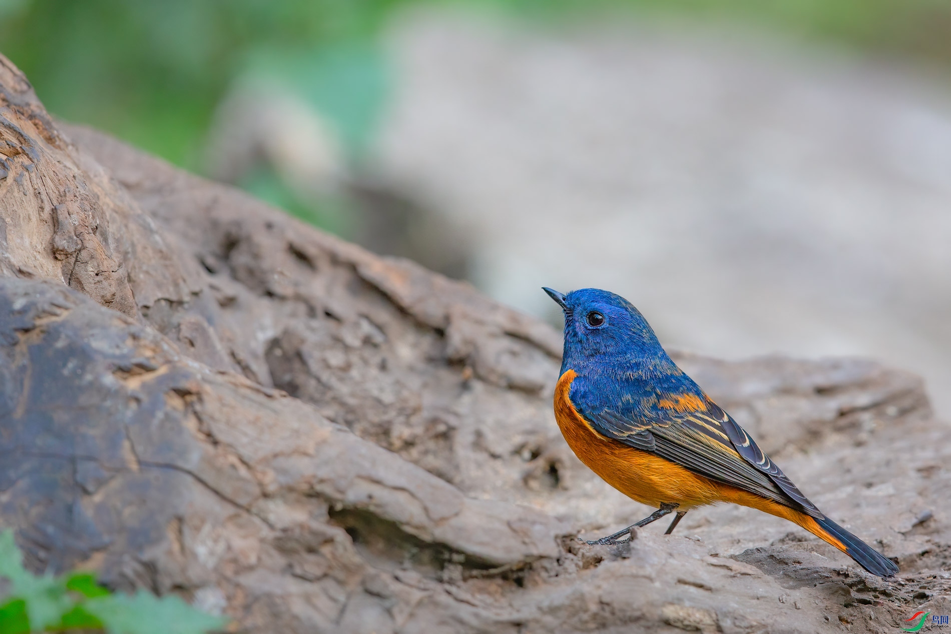 a_60684-1.jpg