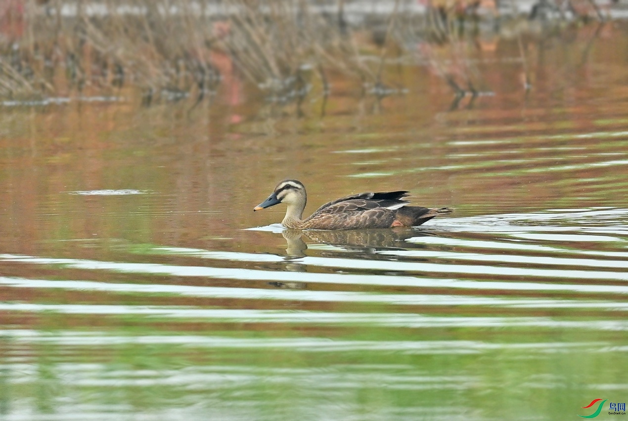 DSC_2965.jpg