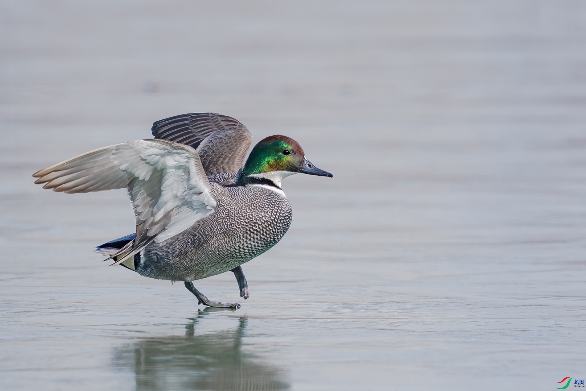 AQ4P4385-1.jpg