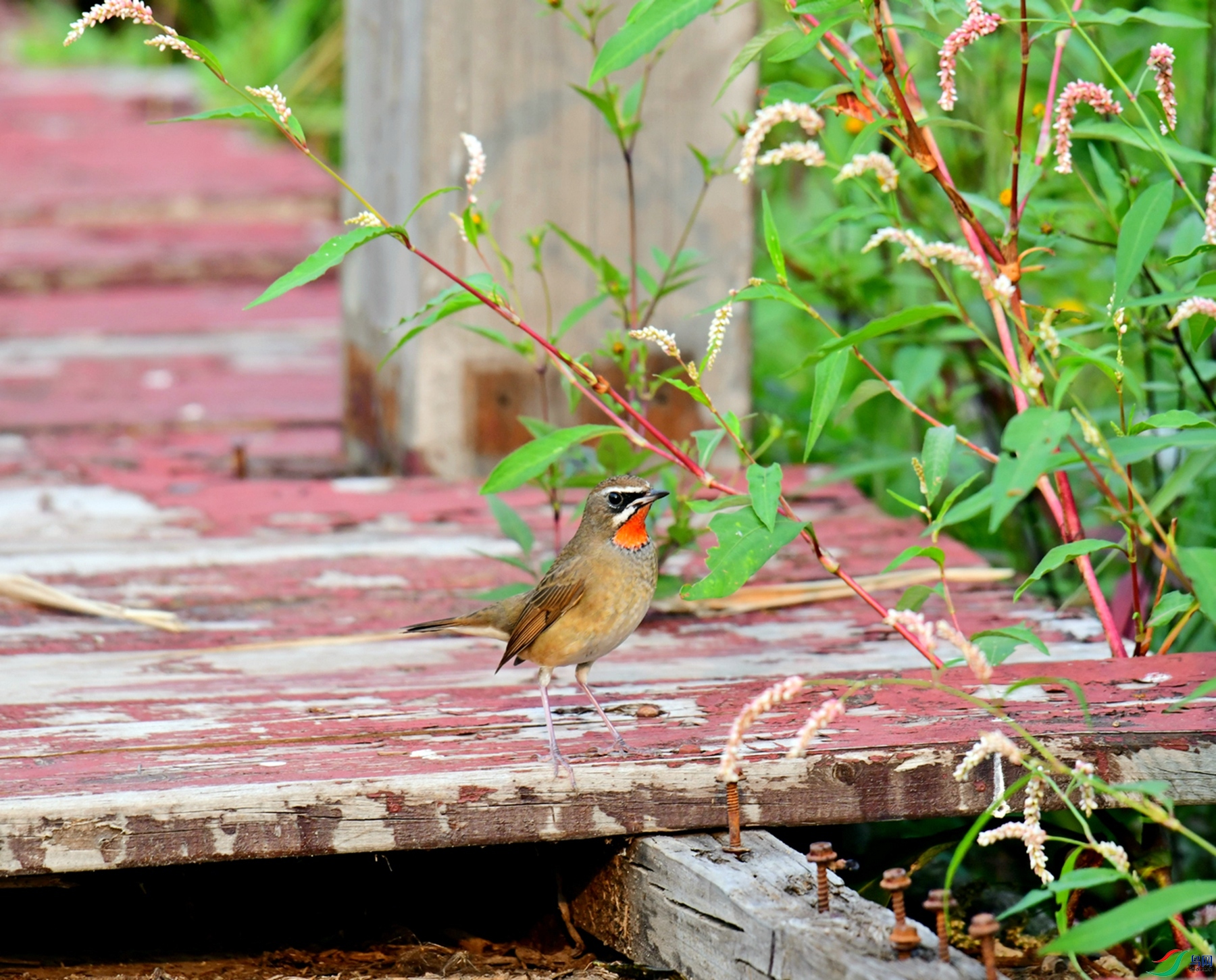 DSC_9992.jpg