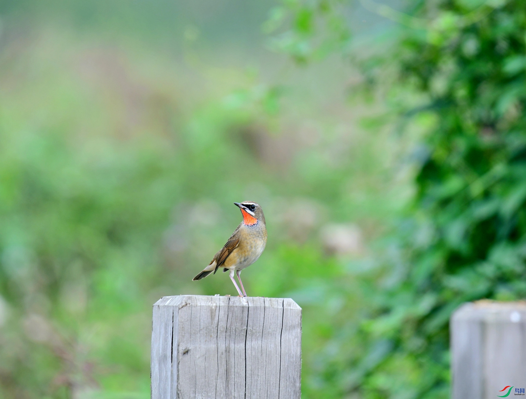 DSC_9911.jpg