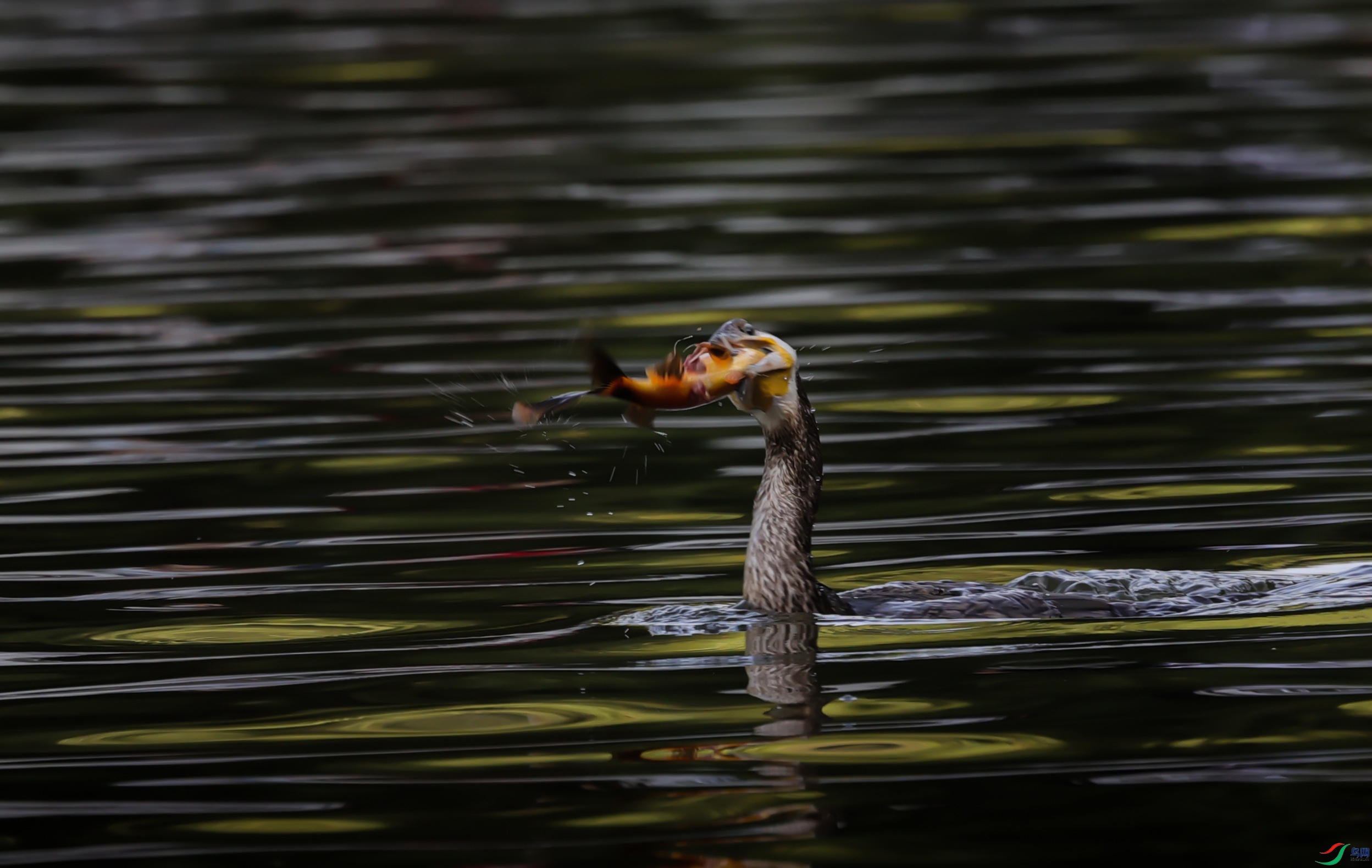 381A0757 - ����.JPG