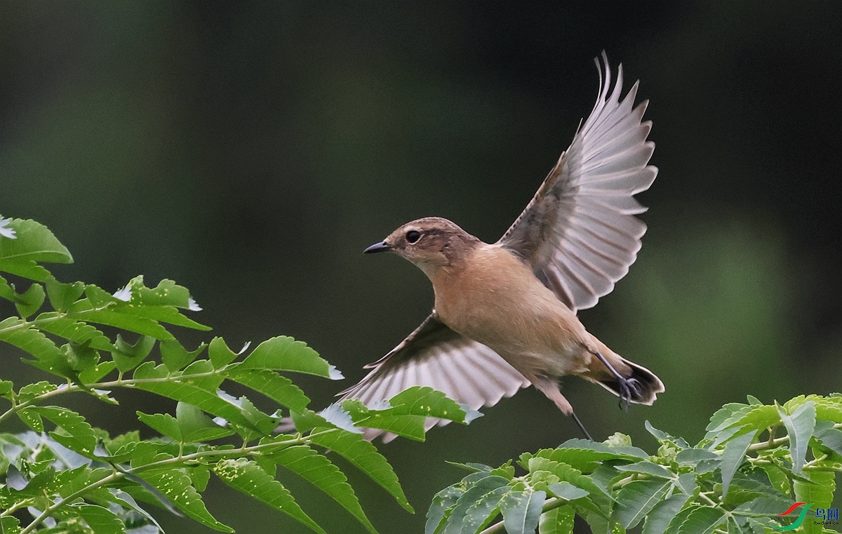 1P3A8035.JPG