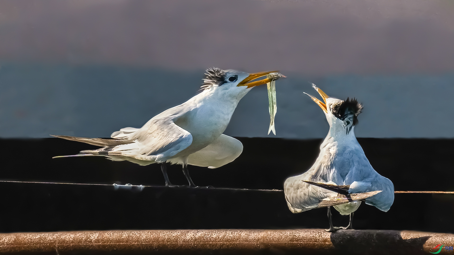 �л���ͷ��Ÿ