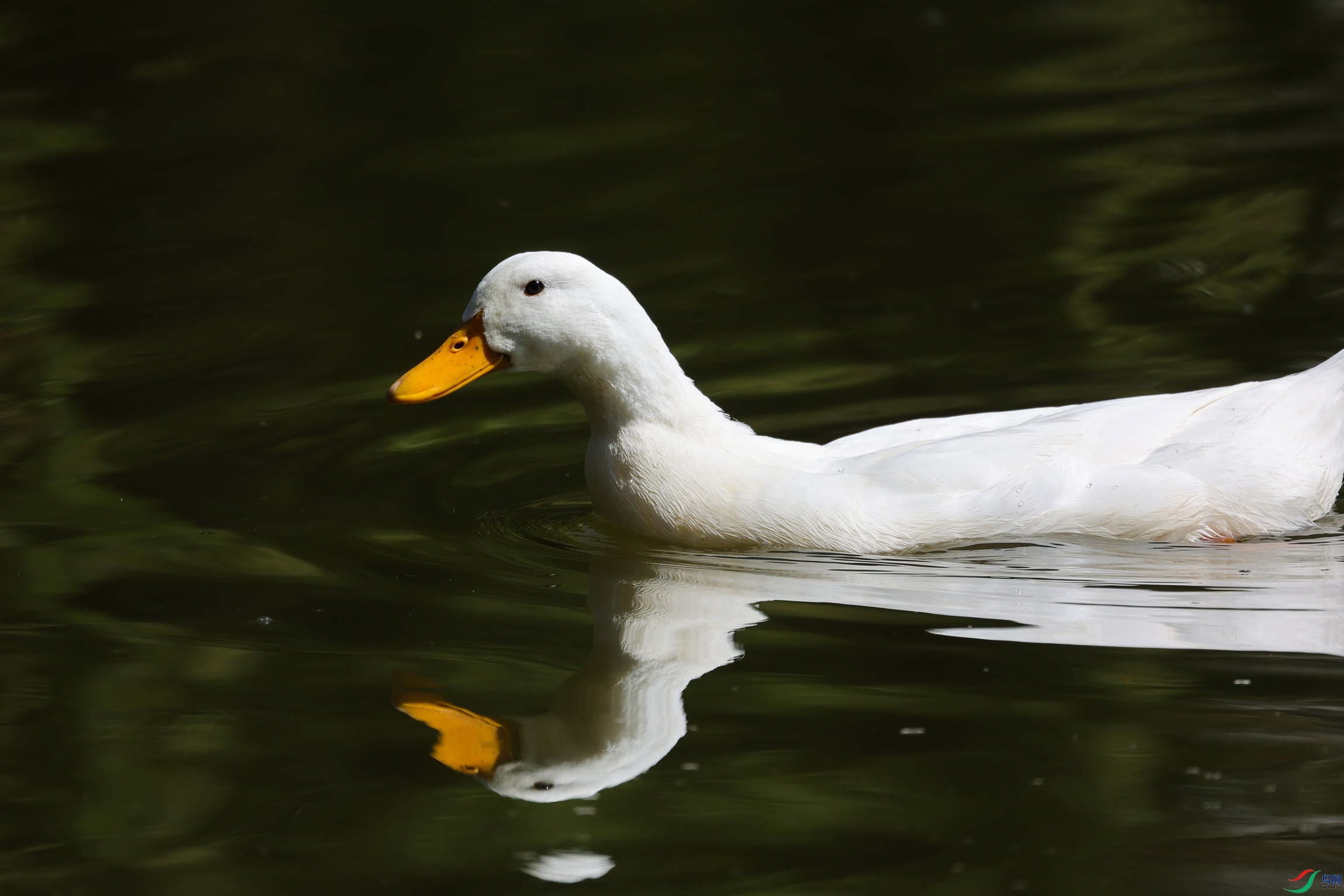 381A0491 - ����.JPG