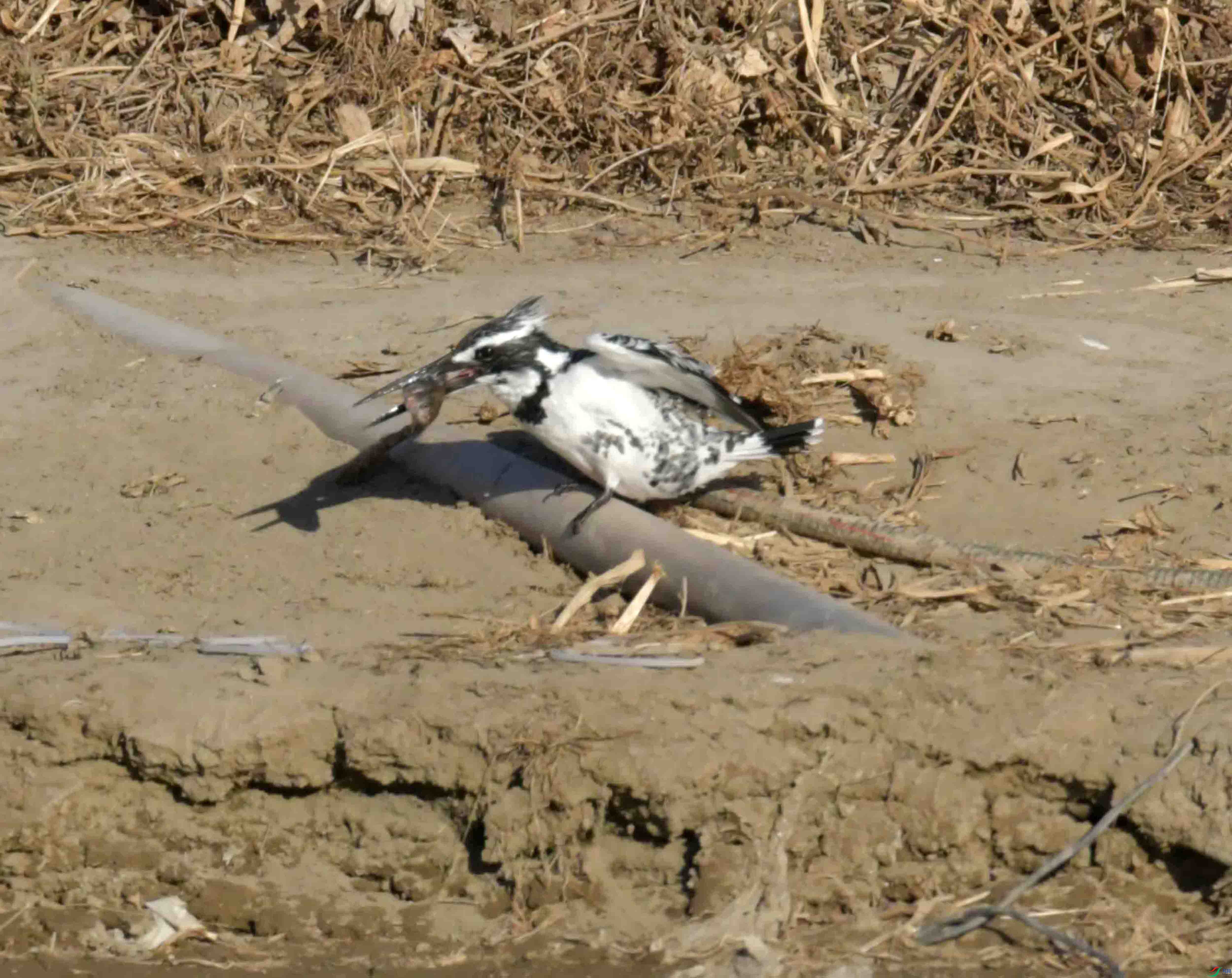 DSC_1044.JPG