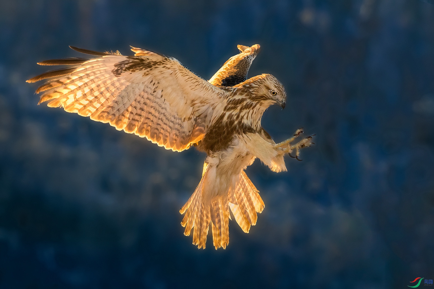 ���\----��ɫ���\ѩ����