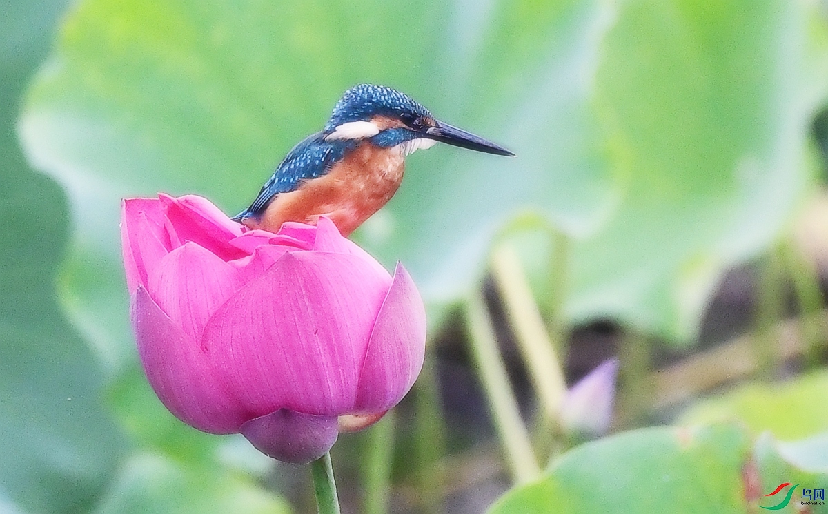 DSC_1867.JPG