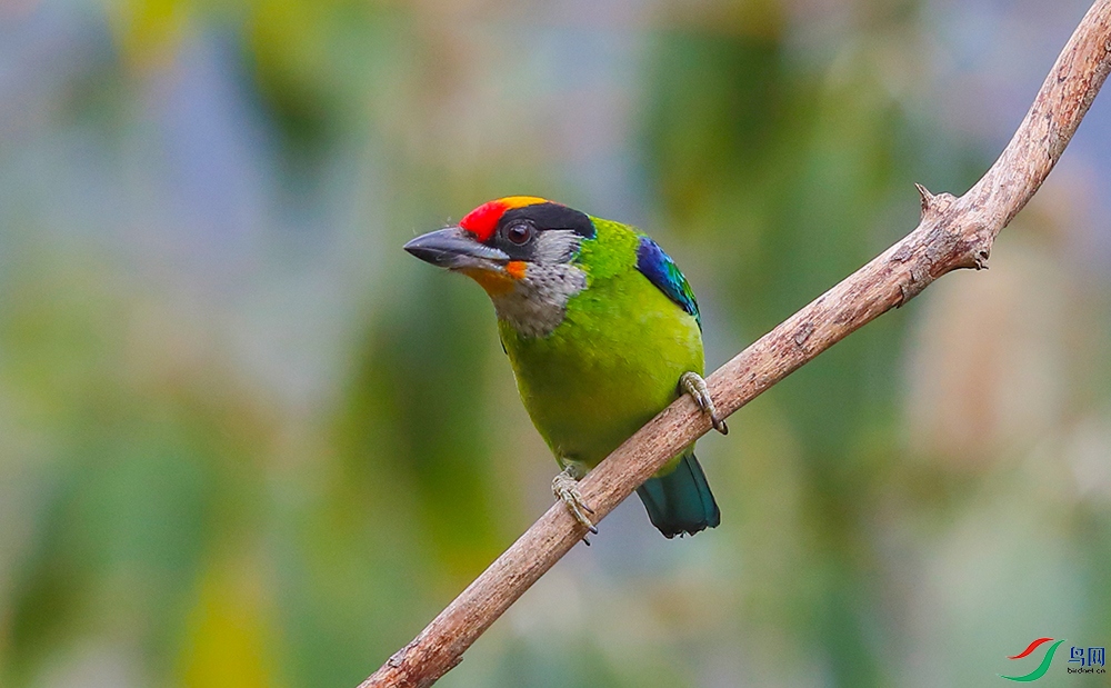 ��������ľ�� (2).JPG