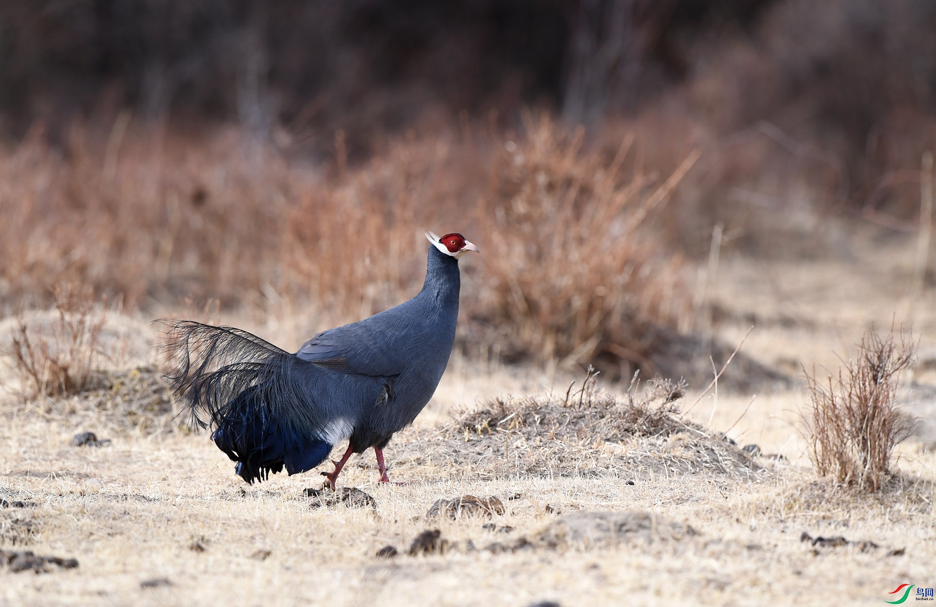 DSC_9965 ����.jpg