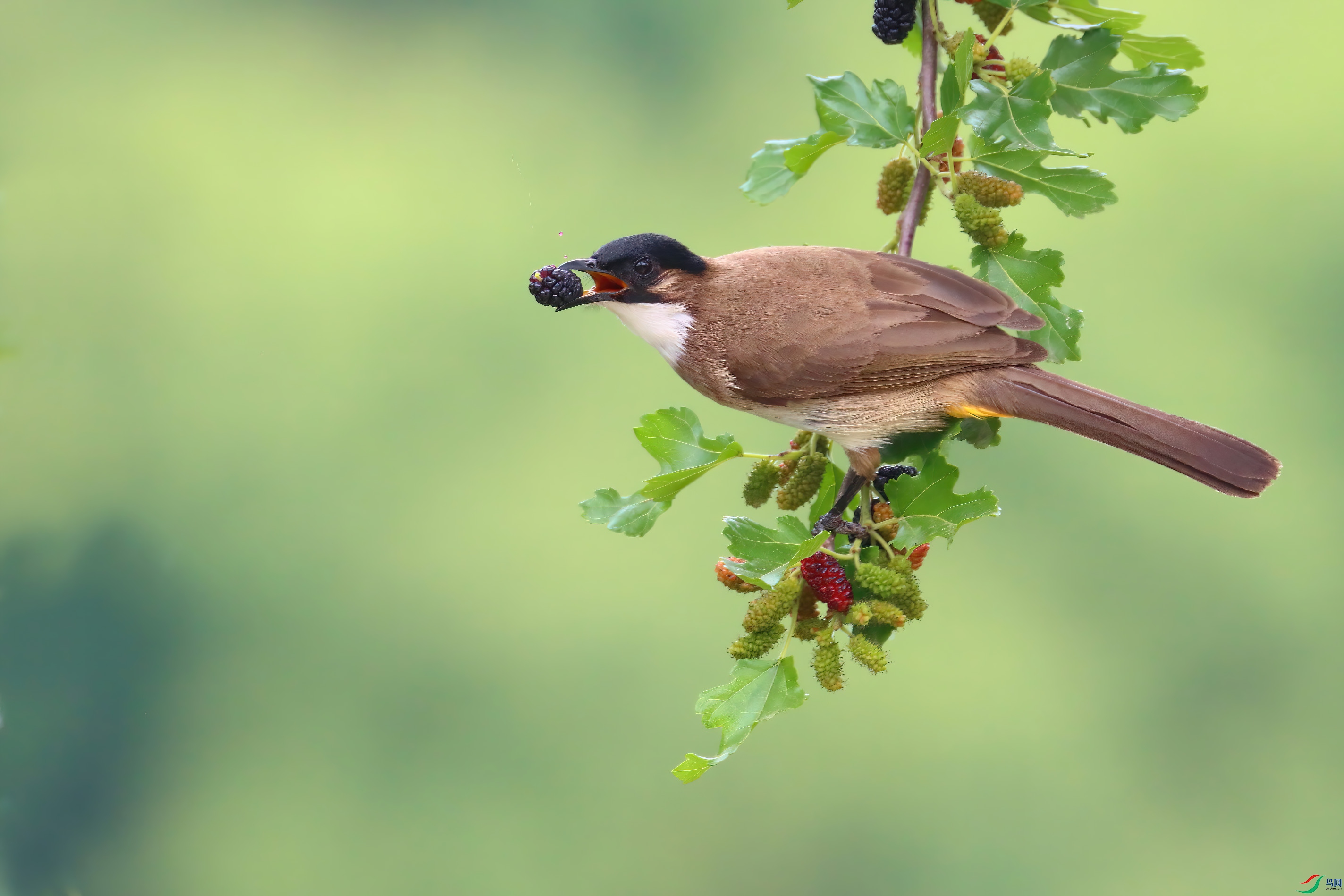 ɣ������