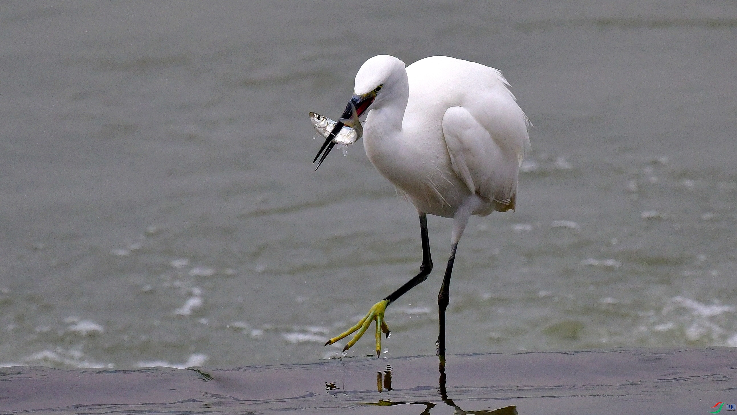 DSC_0096_conew2.jpg