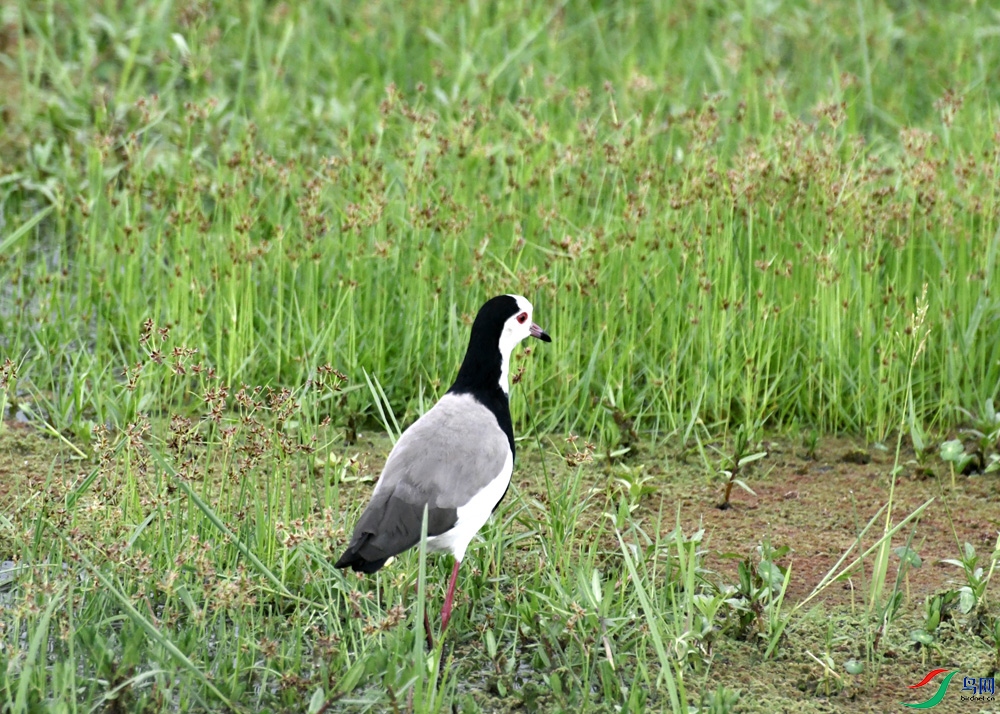 _DSC9872.jpg
