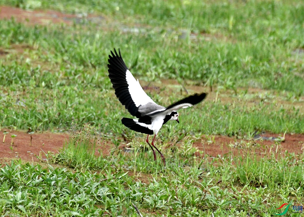 _DSC9876.jpg