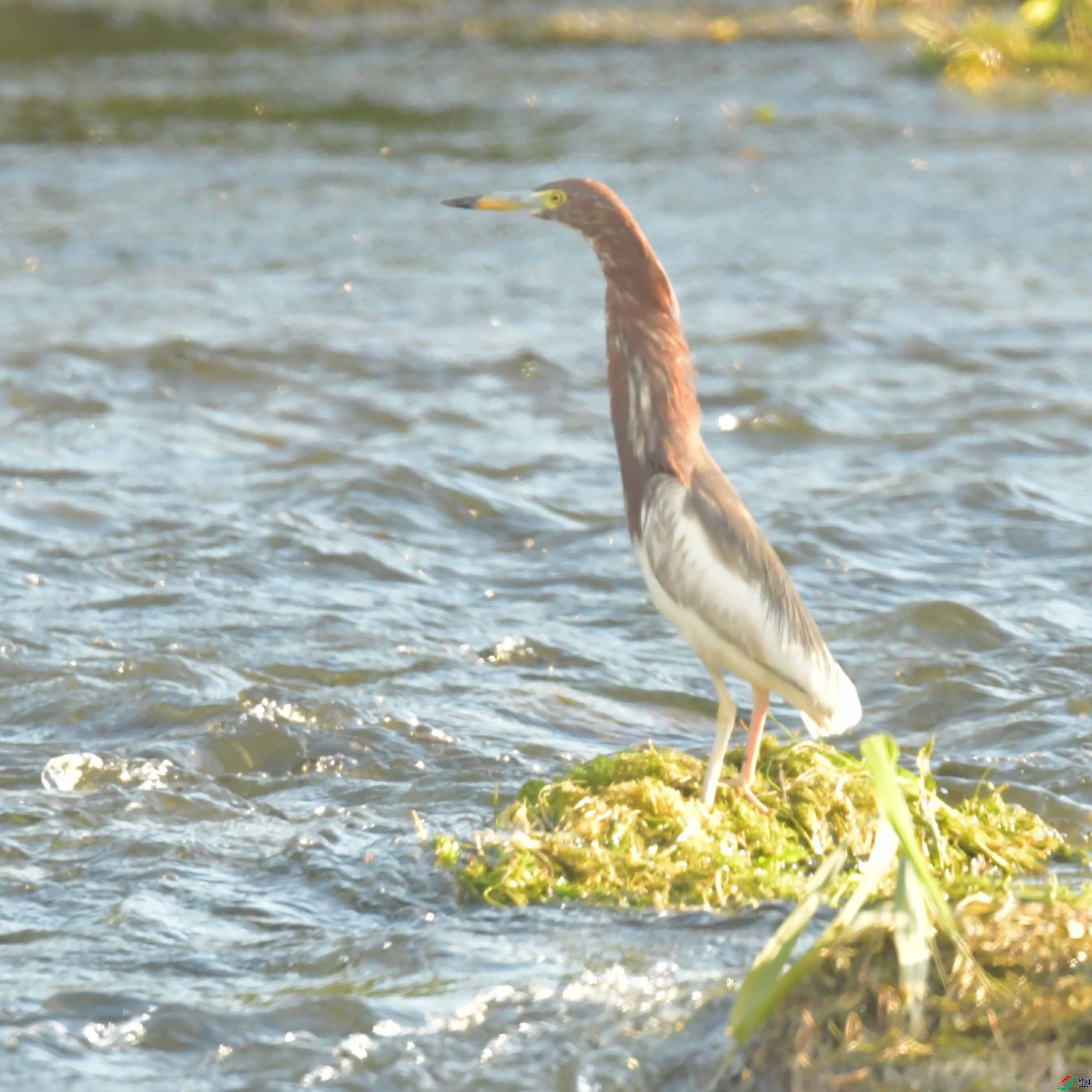 DSC_0417.JPG