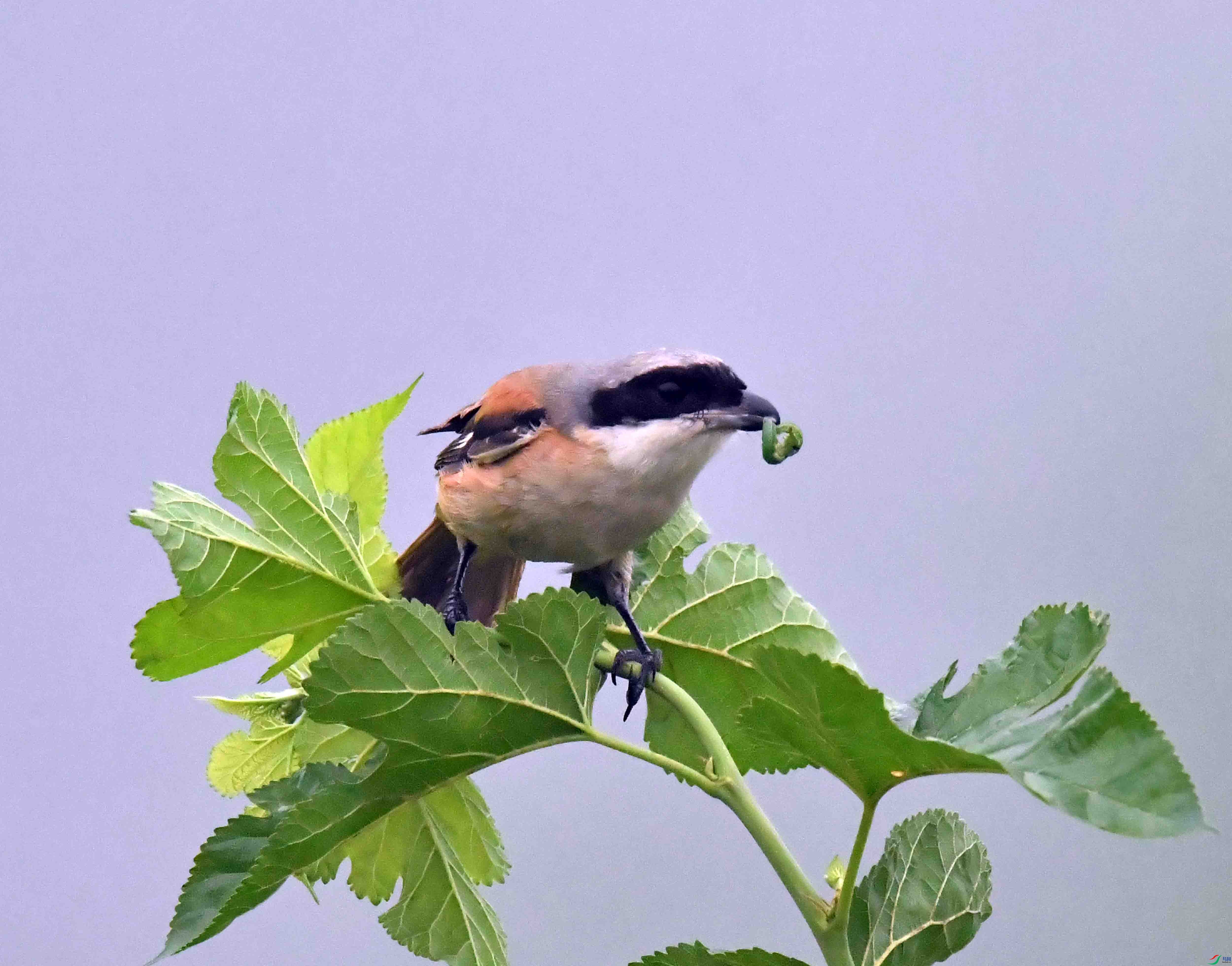 DSC_1834.JPG