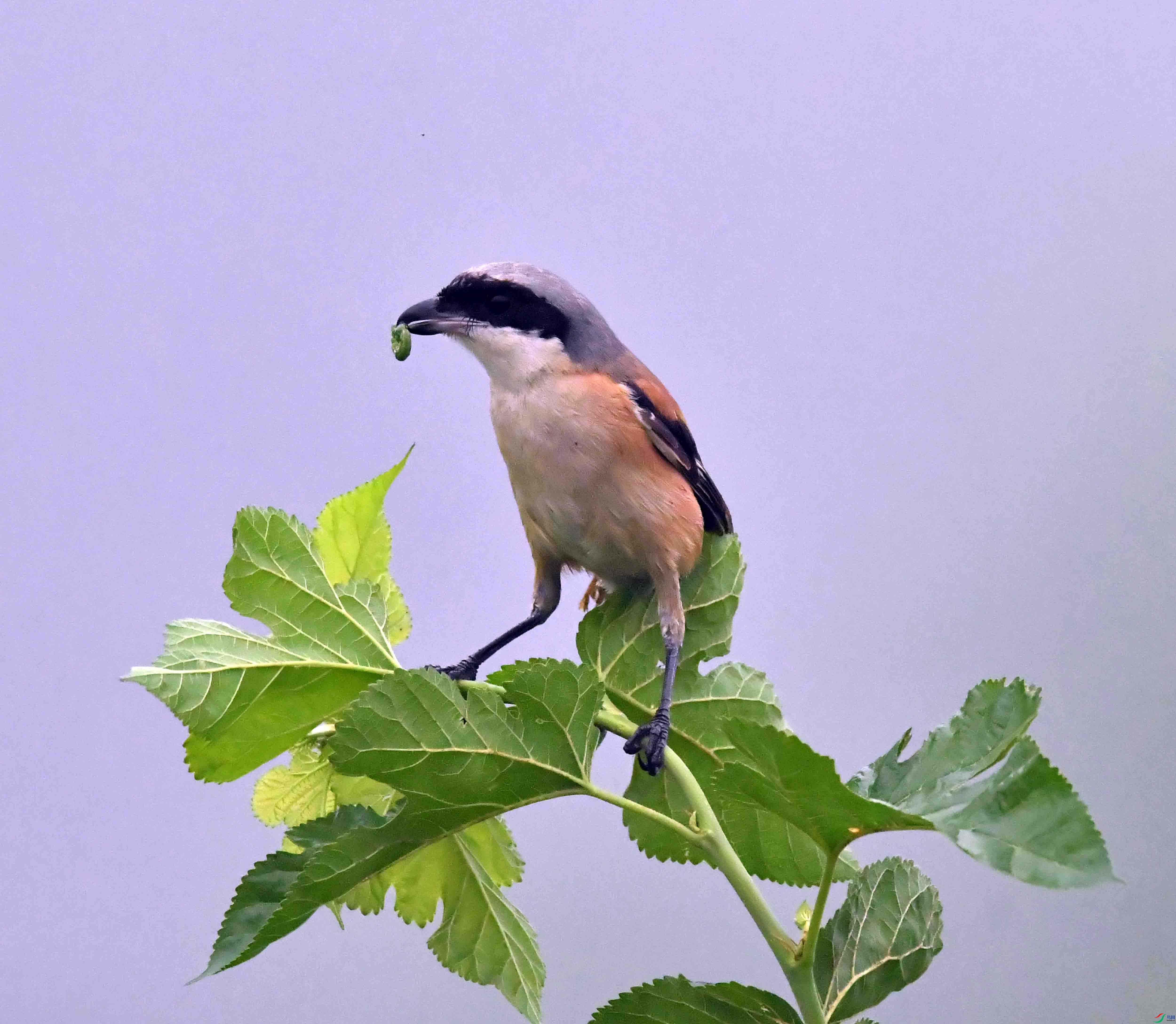 DSC_1845.JPG