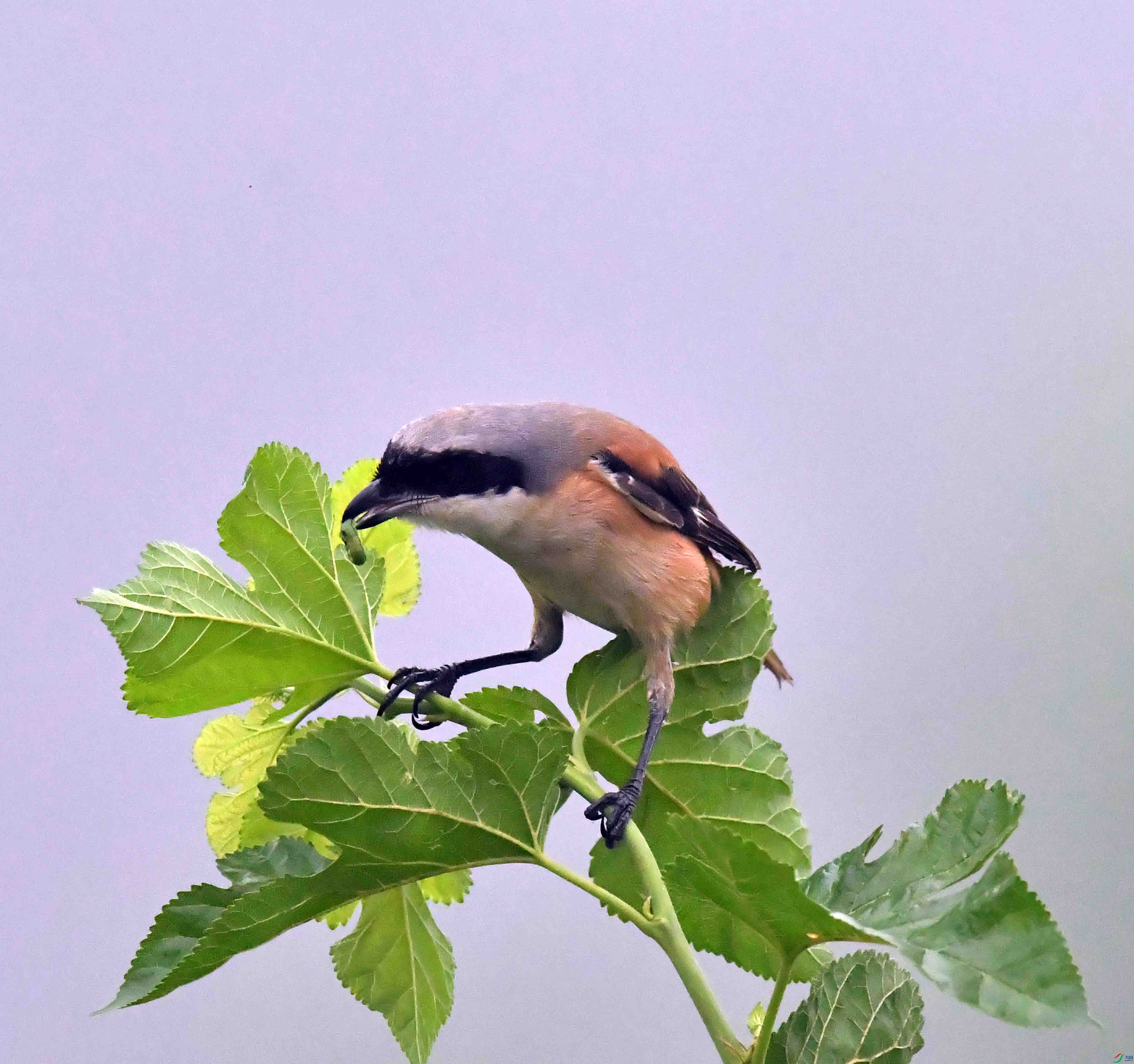 DSC_1847.JPG