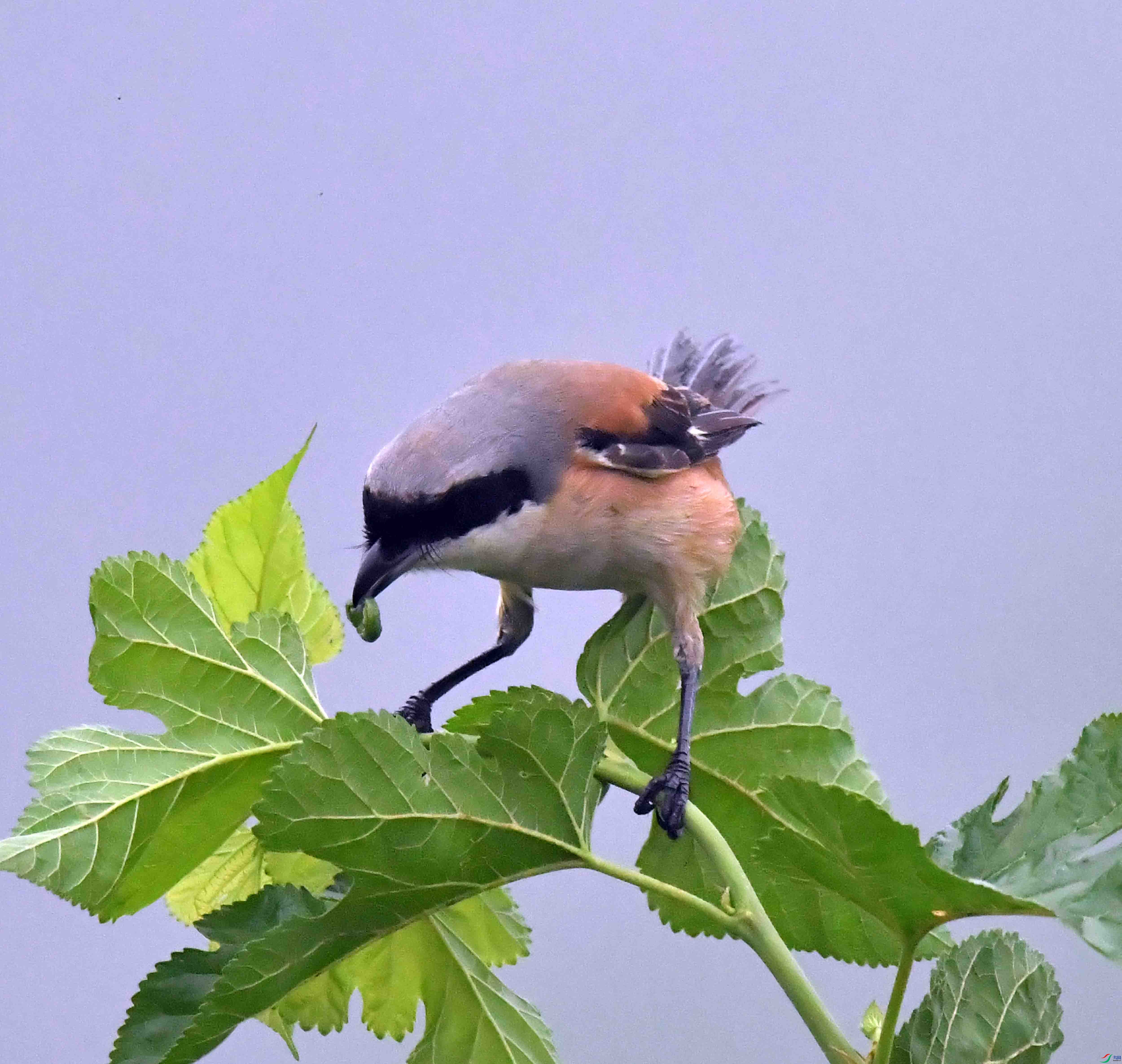 DSC_1849.JPG