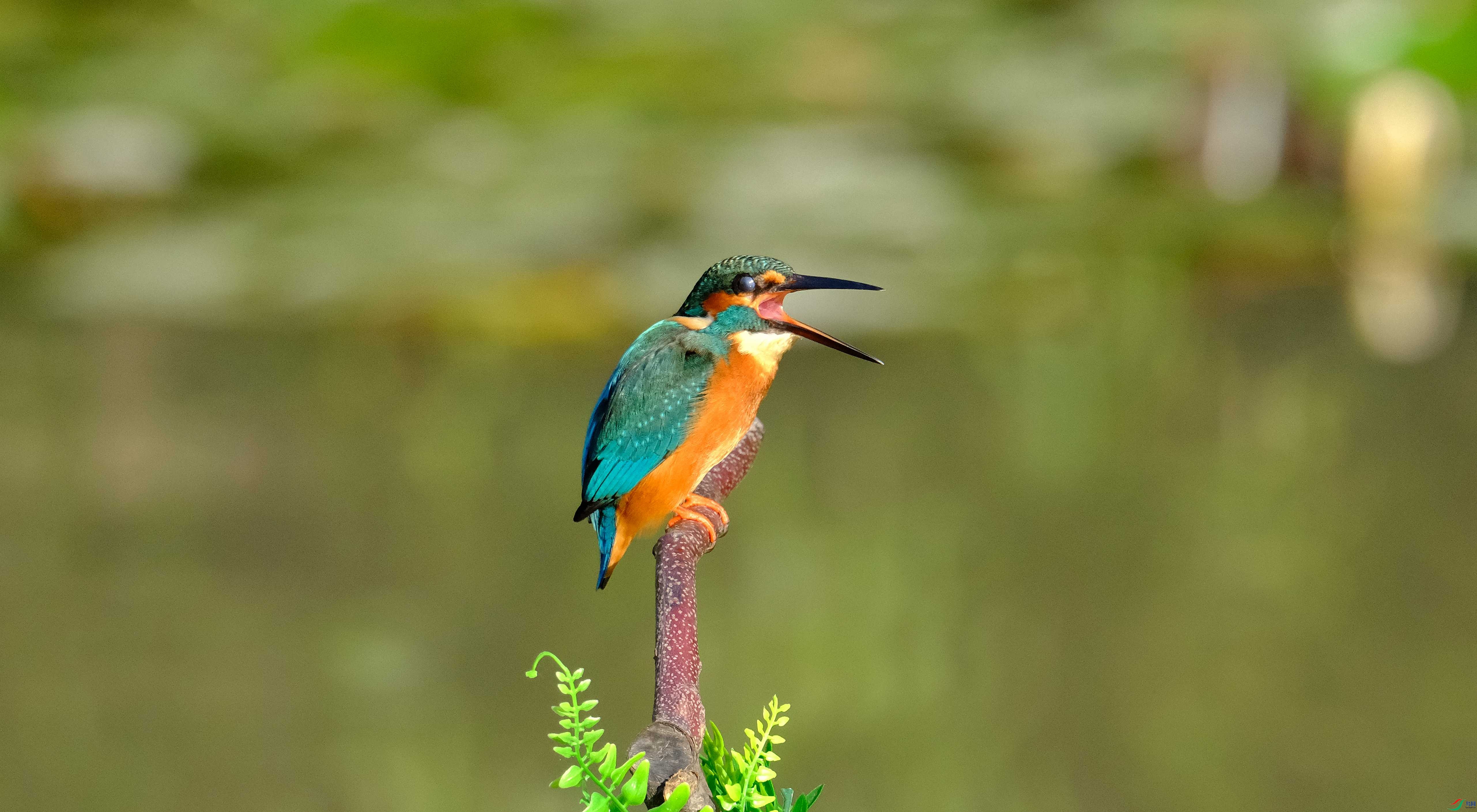 DSCF4271.jpg