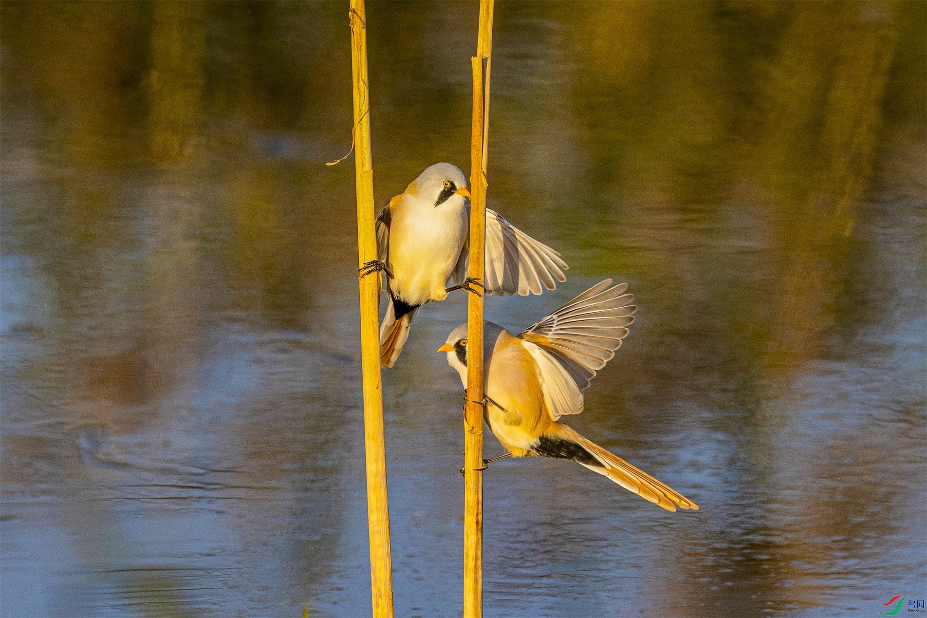 1K3A6923 ����1.jpg