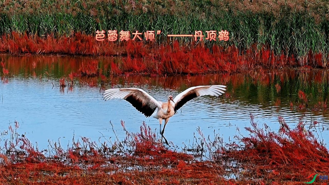 ���ٴ�ʦ����������