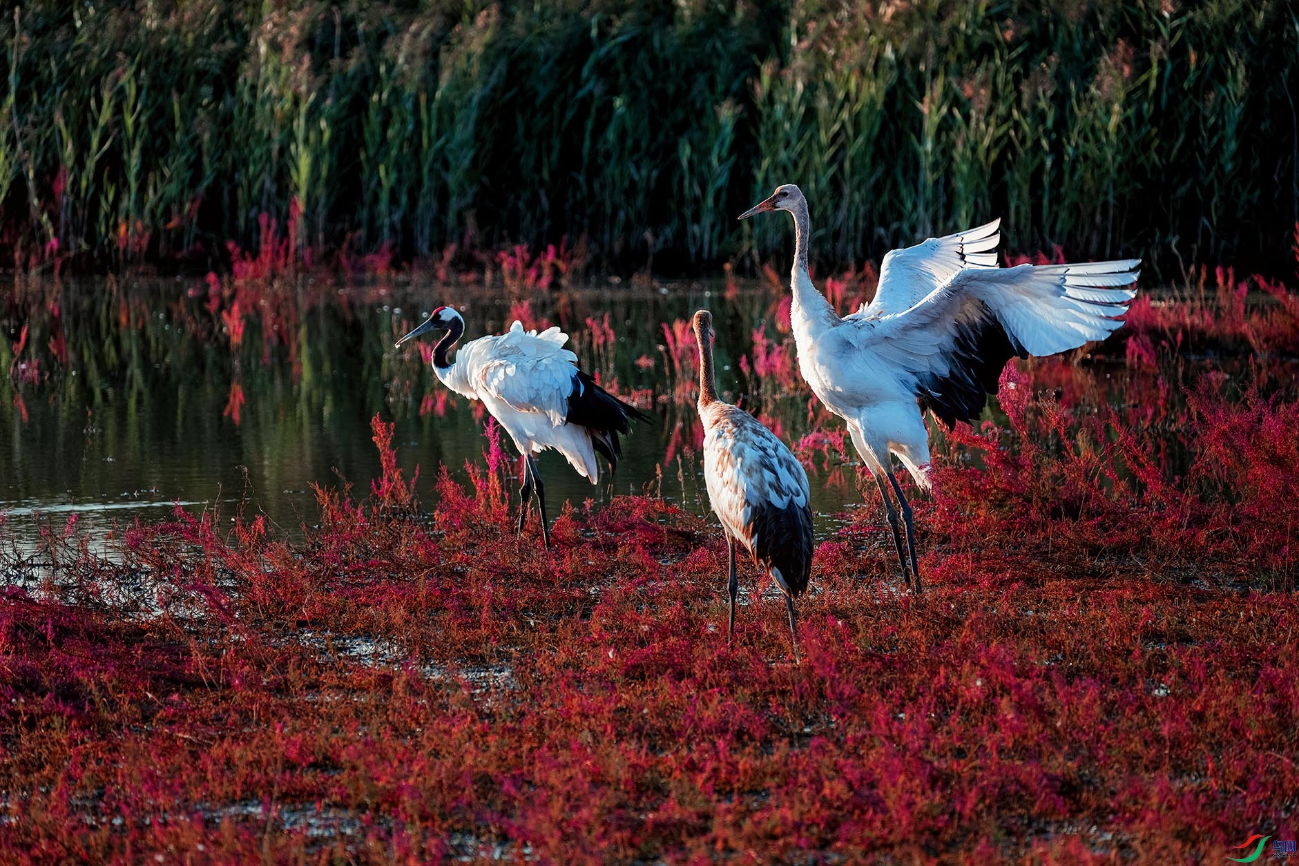 �׺�����