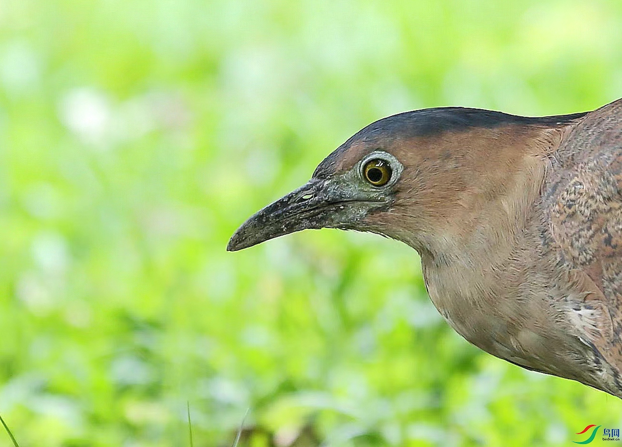 ����̨�����