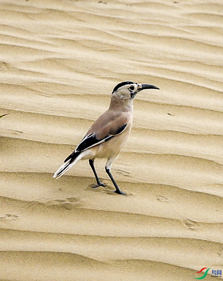 �������������β��ѻ