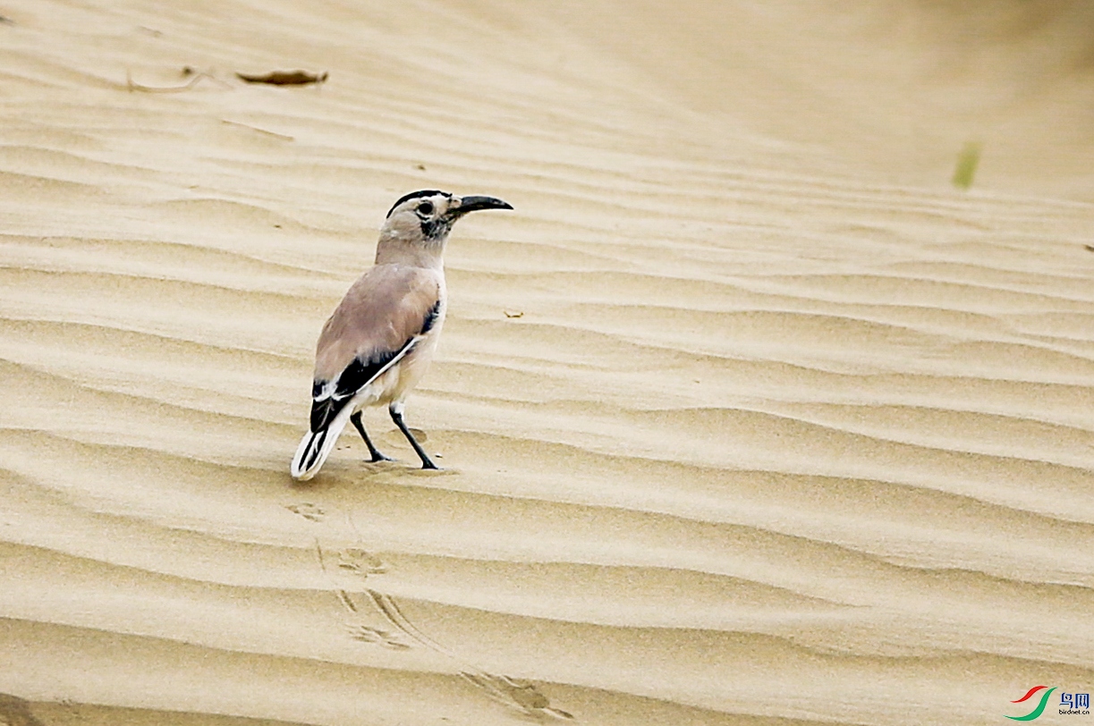 ���Ҷ������������β��ѻ