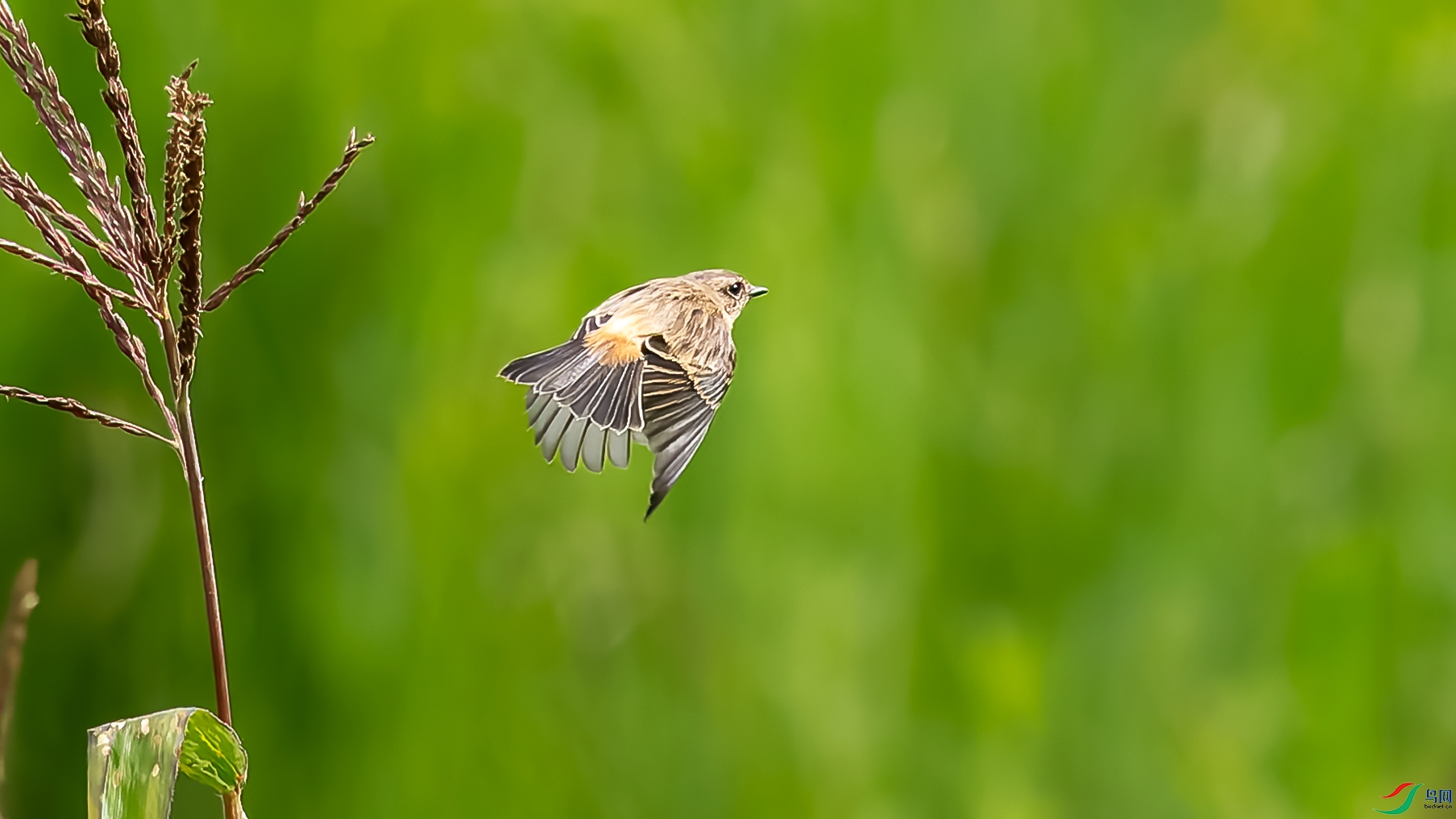 DxO_DeepPRIME__8225990-ORF_DxO_DeepPRIME ����.jpg